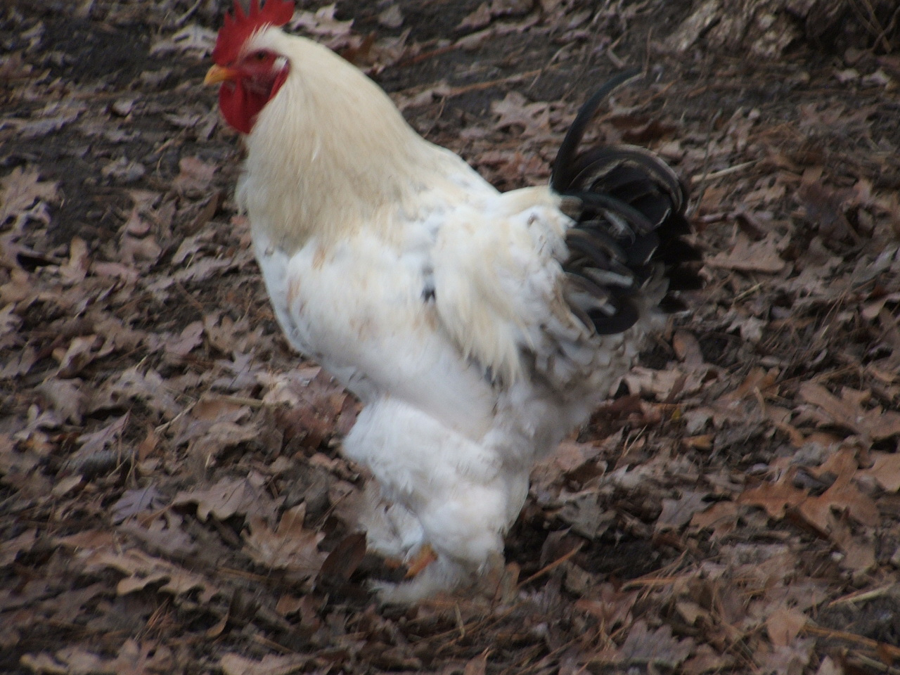 Rex jr;  Current head of flock, from Rex and Silver laced. recessive gene to white
2014