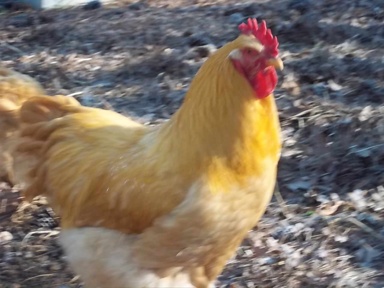 Rex; LF Buff Cochin, very bad attitude. Great with the girls, very fertile. Moved to another flock
2013-2014.