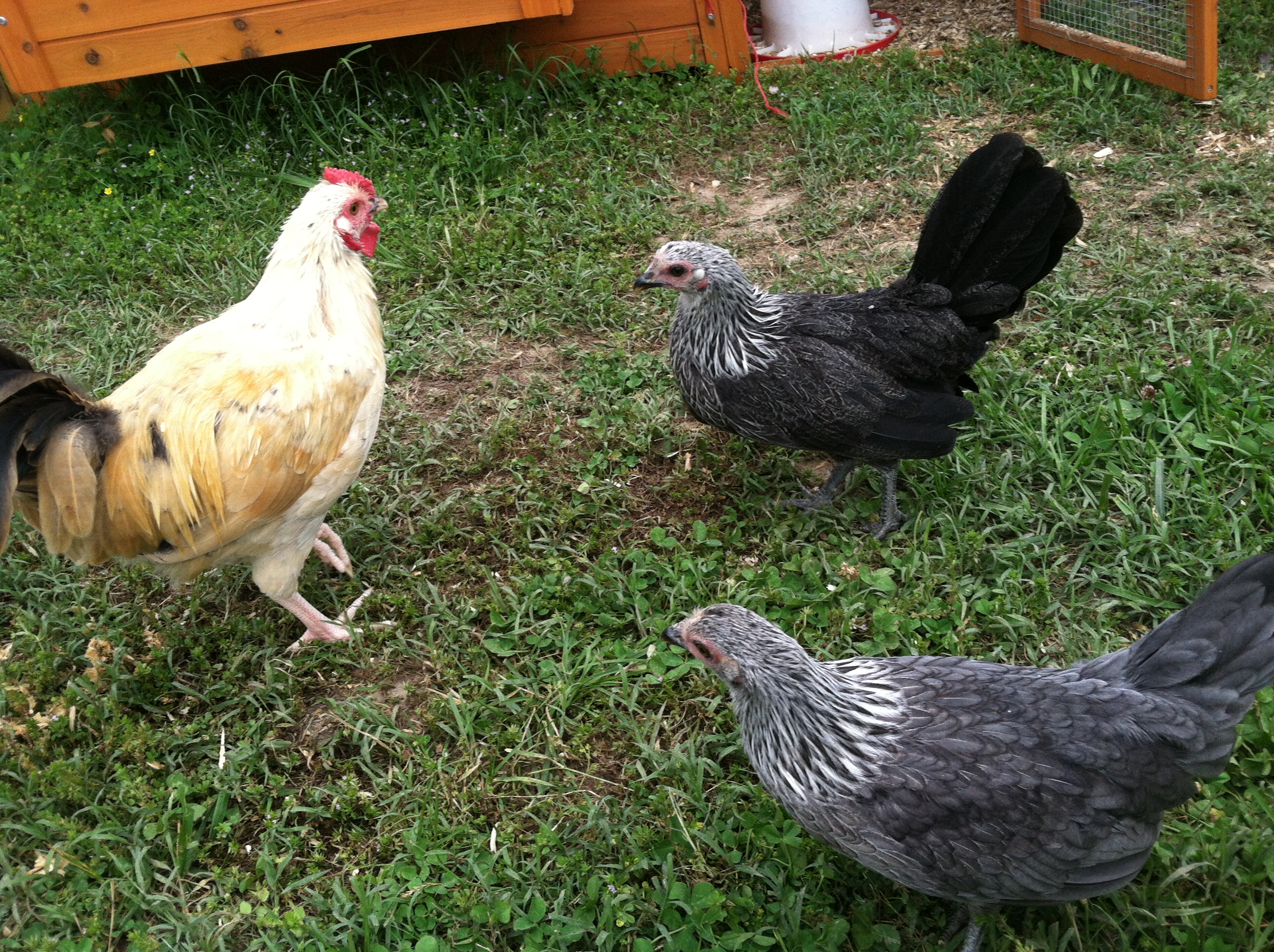 Rex, Midnight and Shimmer