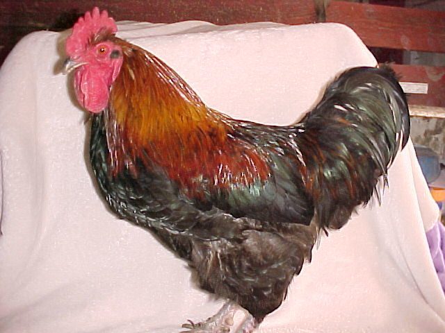 Rex, our RIR/Langshan Roo. 10 lbs. Makes awesome and broody hybred offspring with his RIR hens