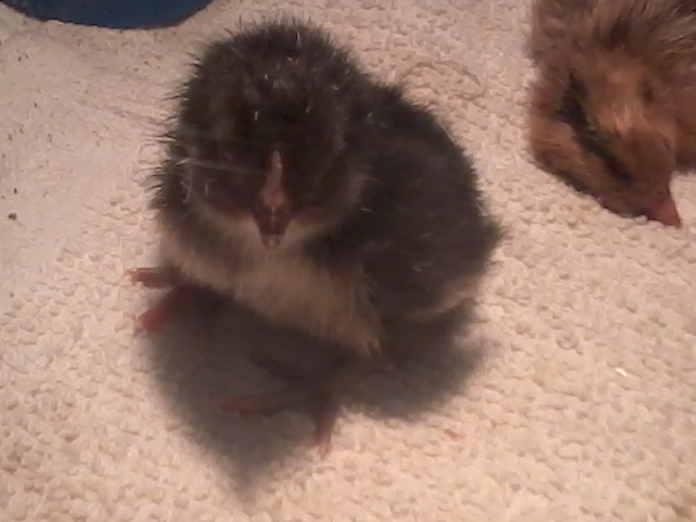 Rex's baby