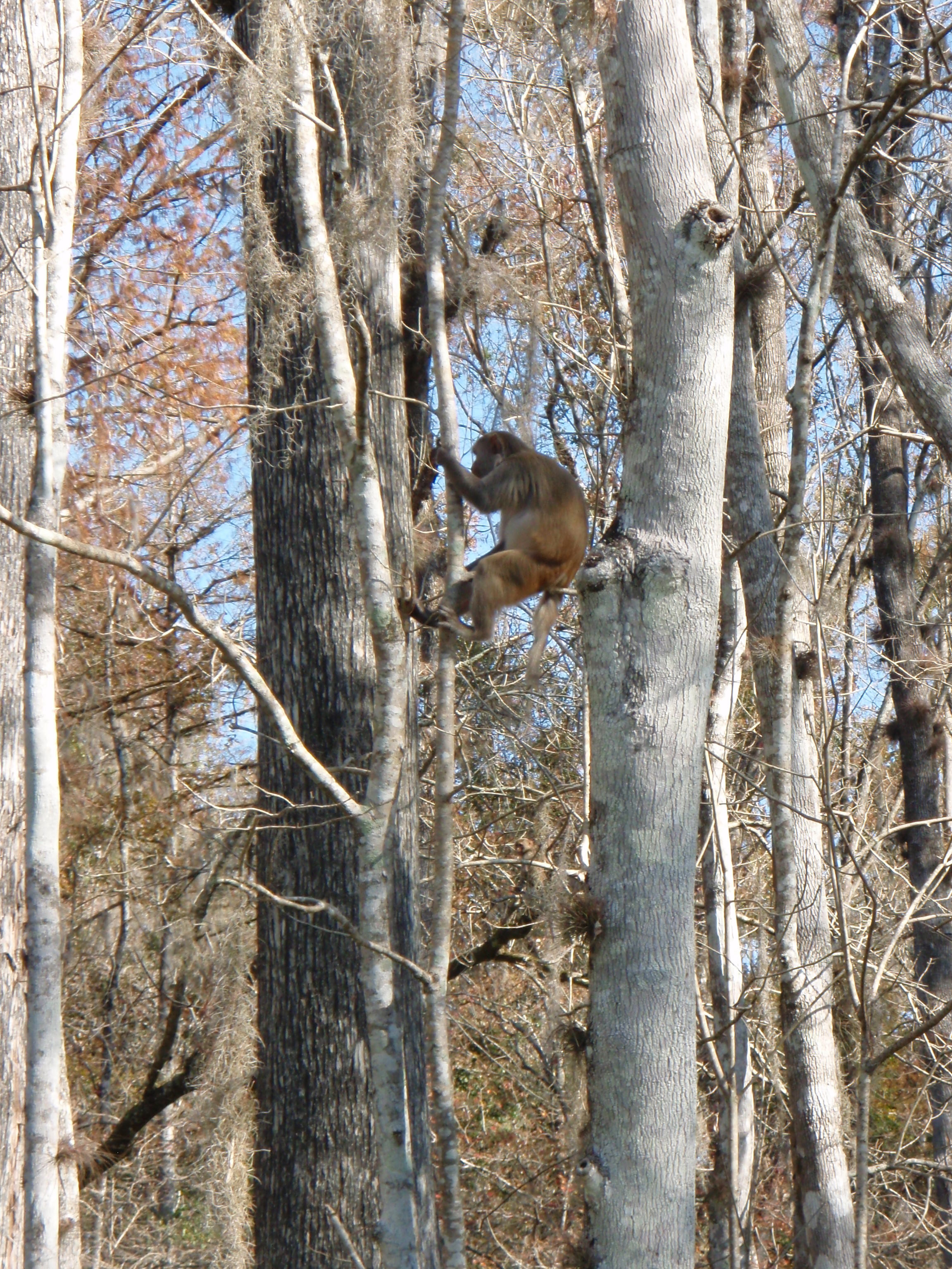 rhesus