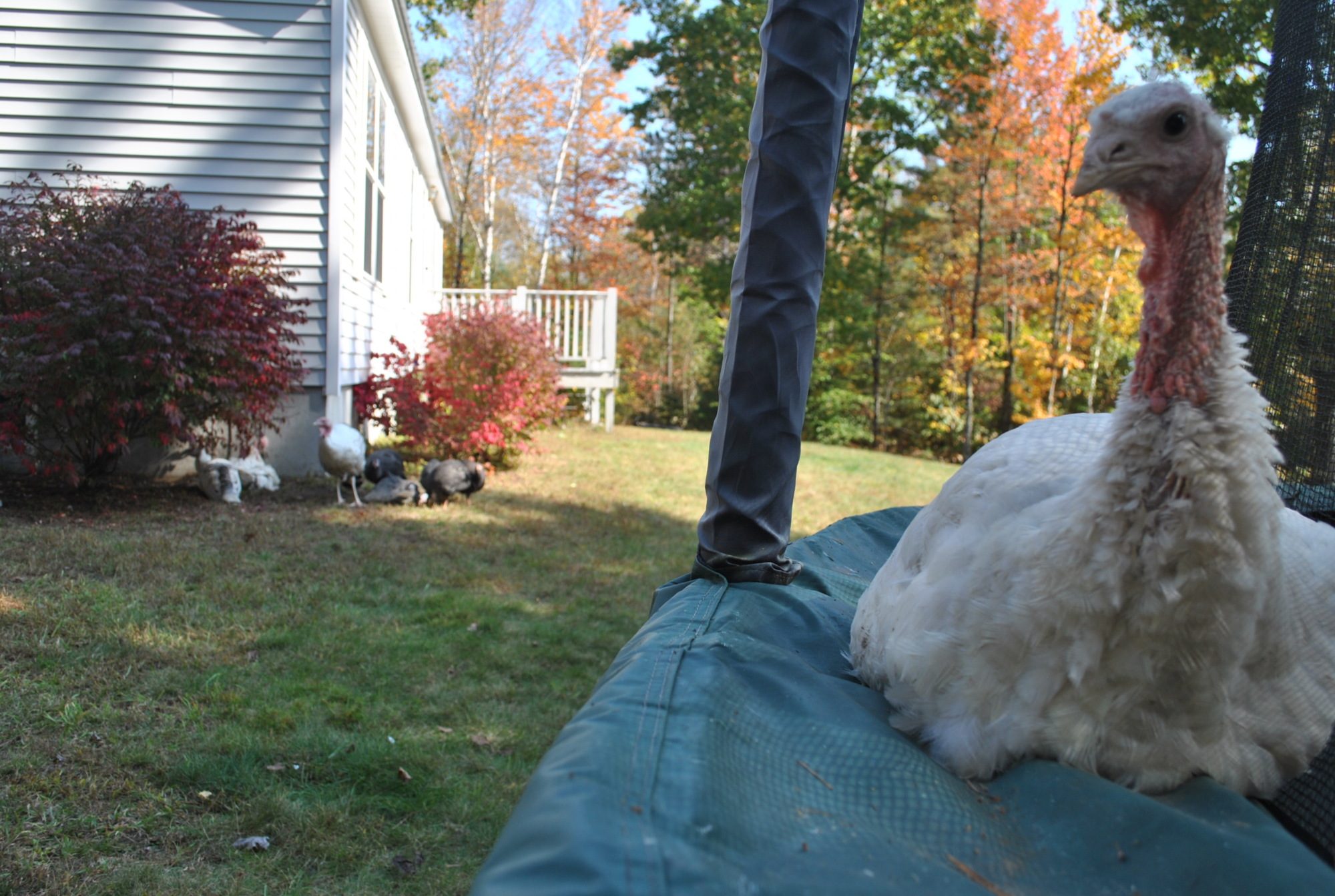 Rhett, watching over his flock