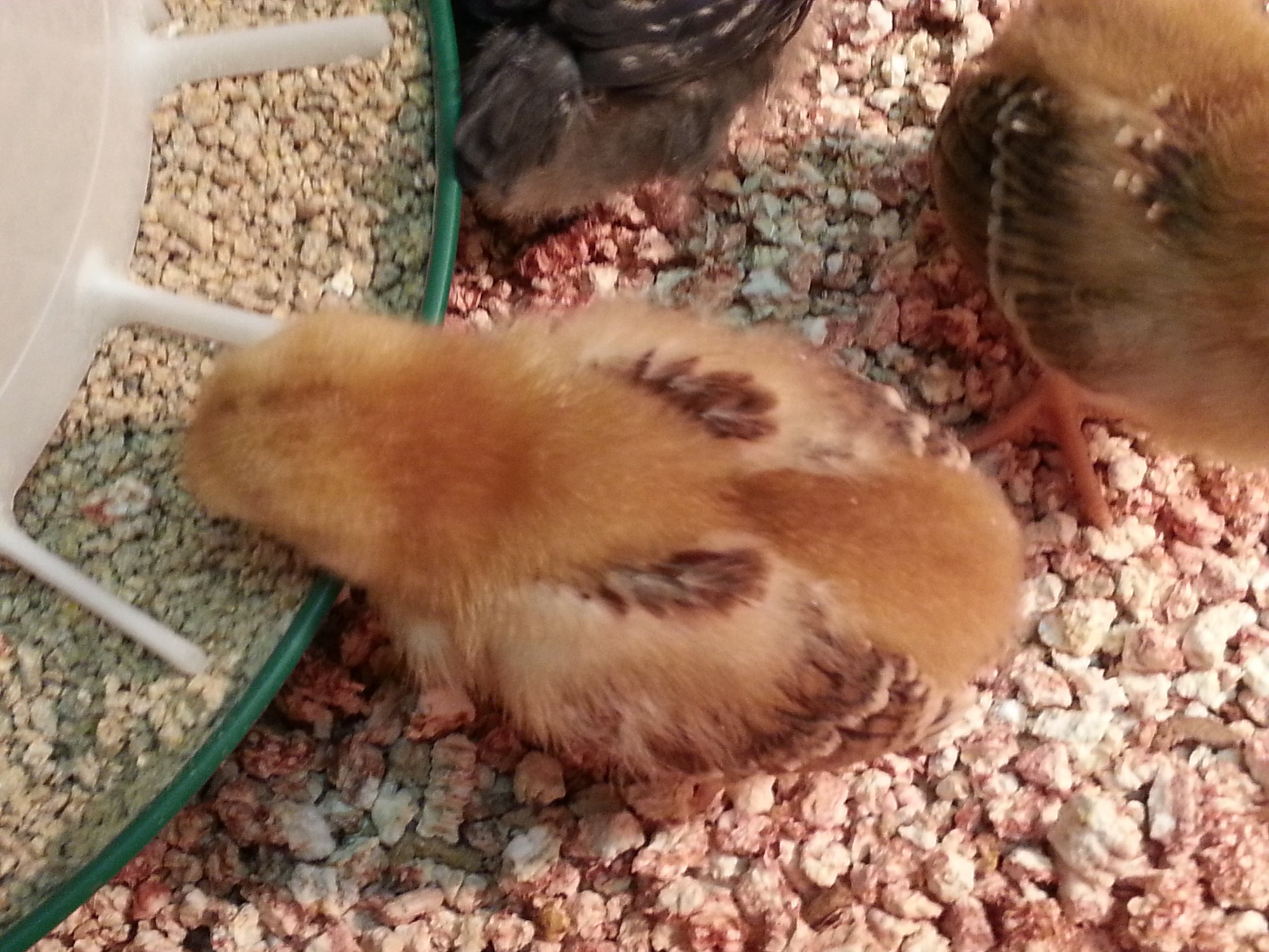 Rhoda enjoying dinner