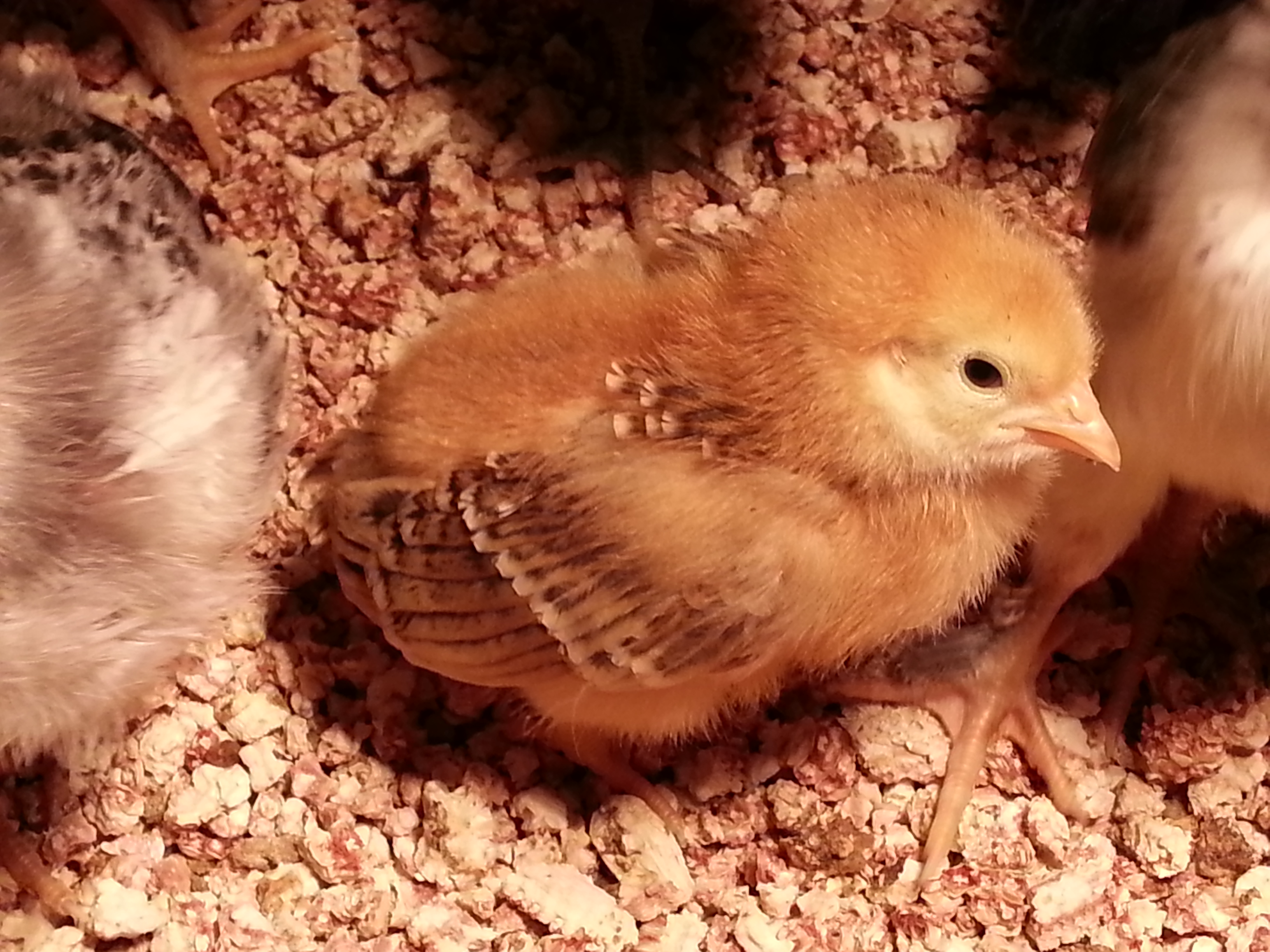 'Rhoda' one of 4 RIR