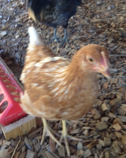 Rhoda the Friendly Chicken