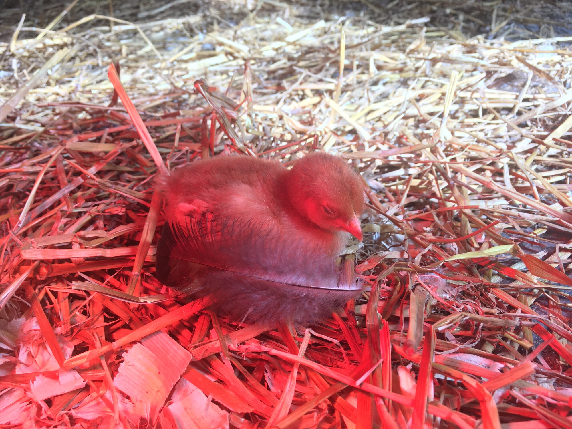 Rhode island chick sleeping by a feather