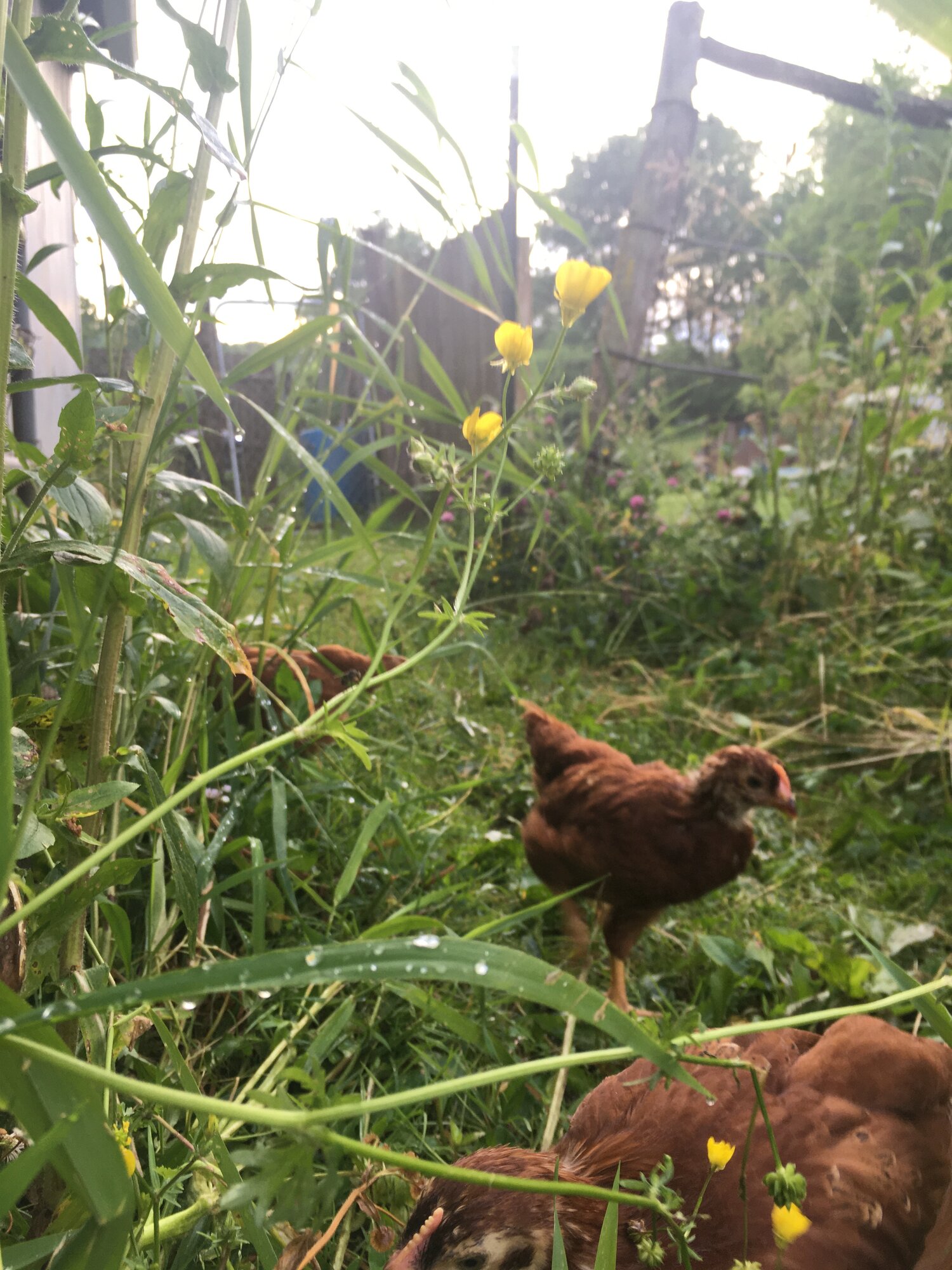 rhode island chicks with rain droplets and buttercups