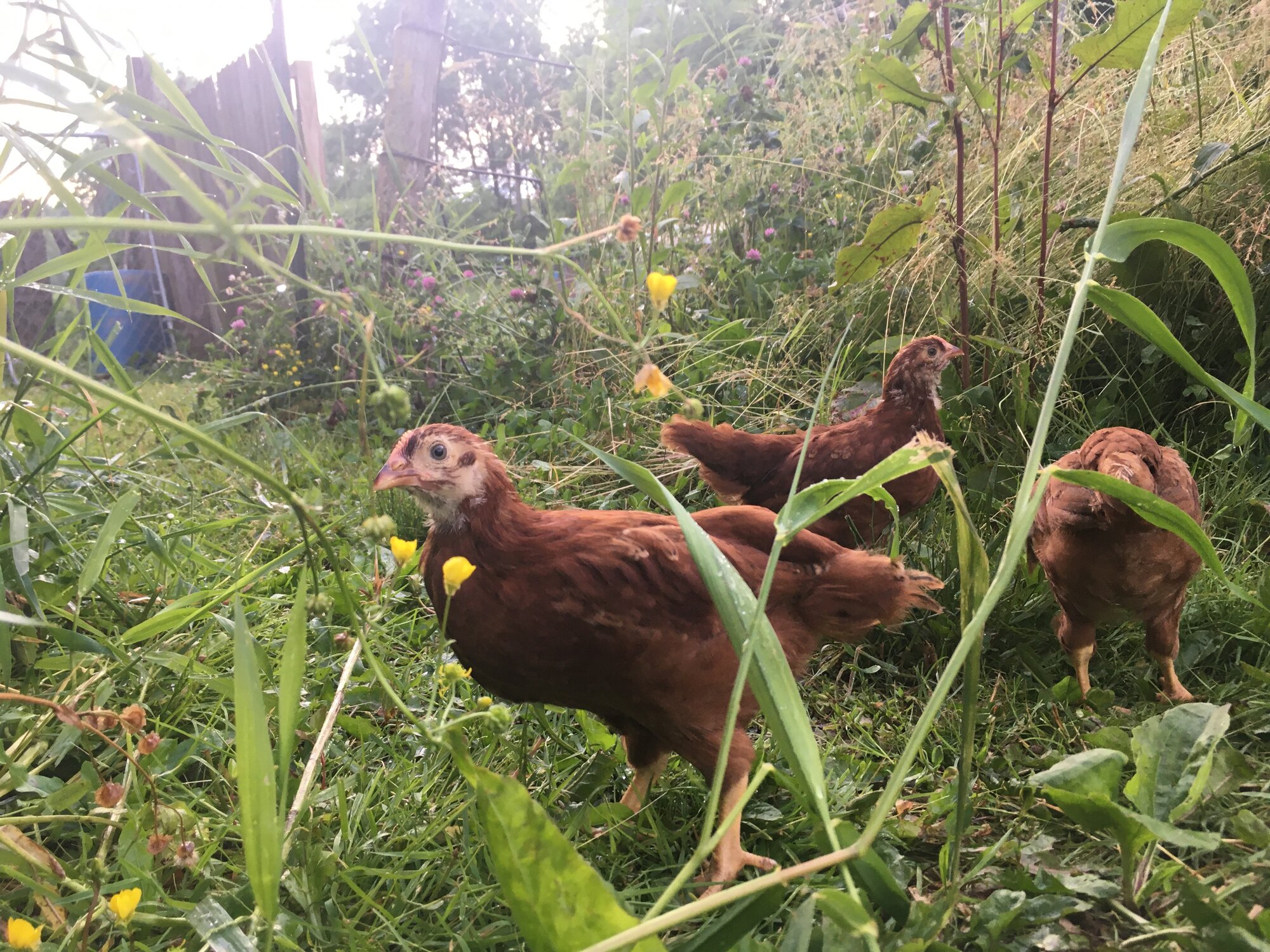 rhode island chicks with rain droplets and buttercups