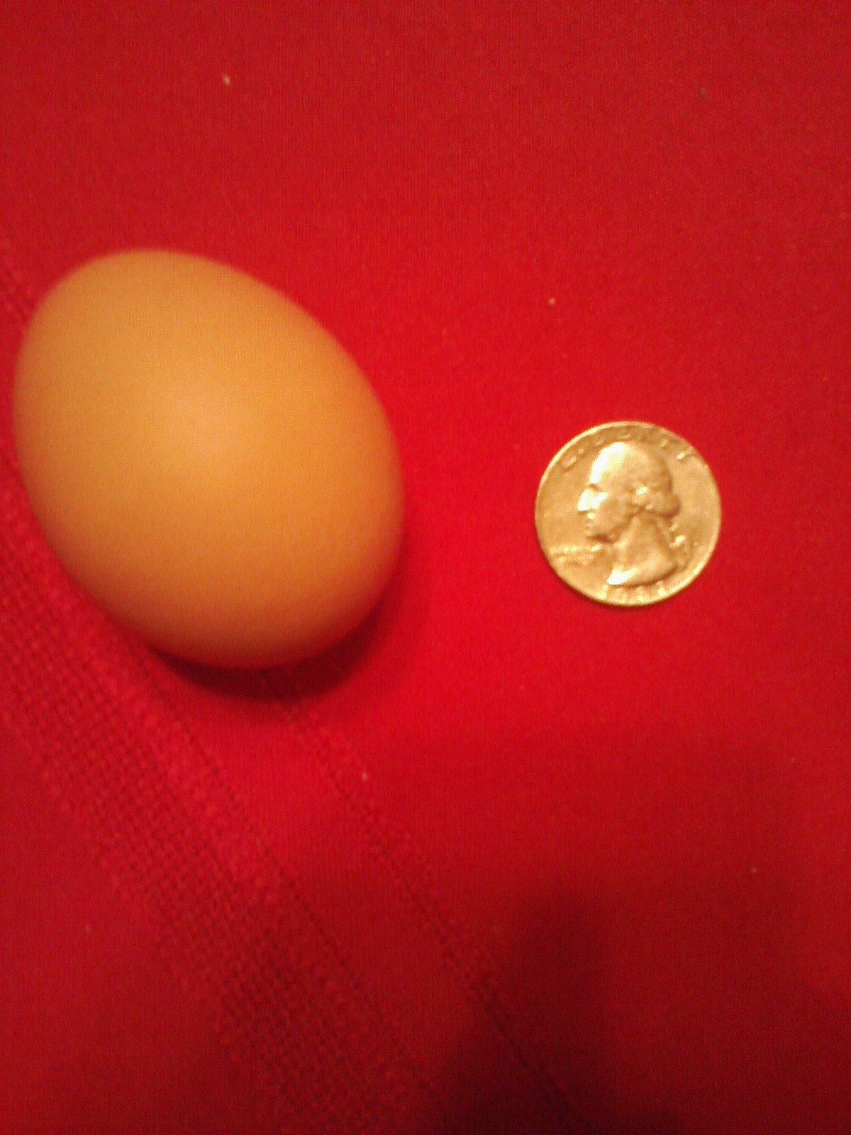 Rhode Island Egg