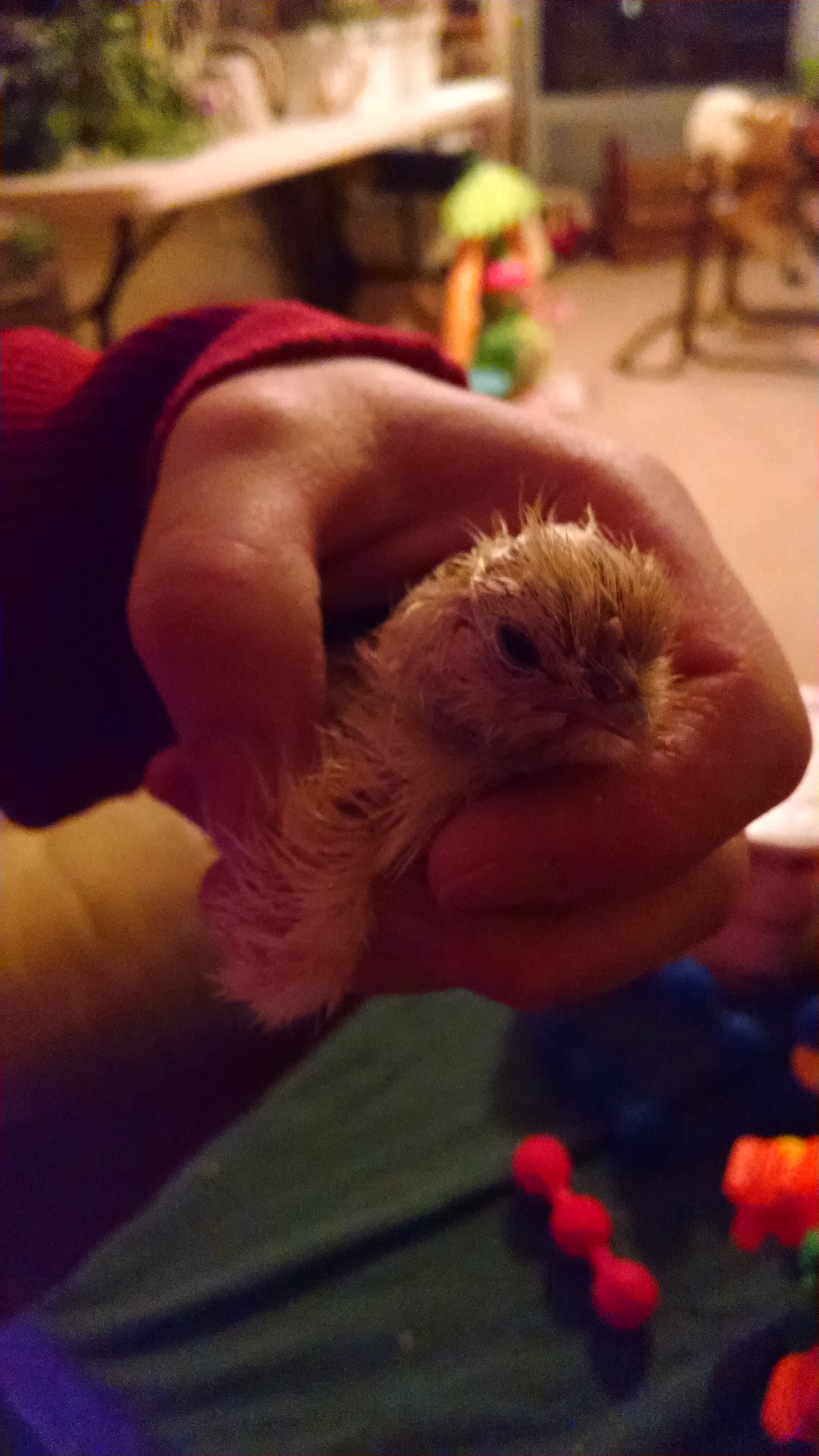 Rhode Island mixed with silkie