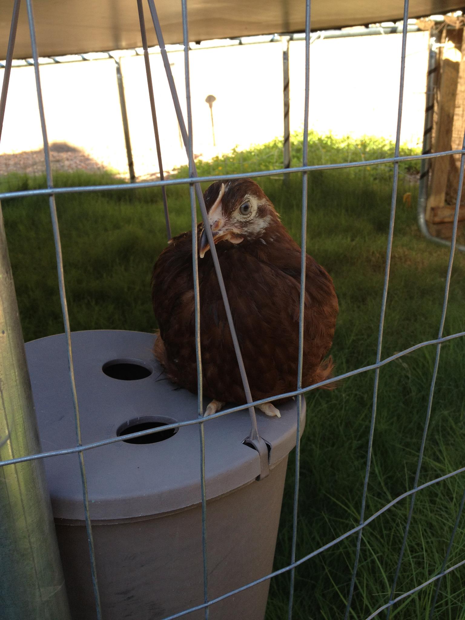 rhode island red 2 months