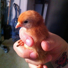 Rhode Island Red, 2 weeks