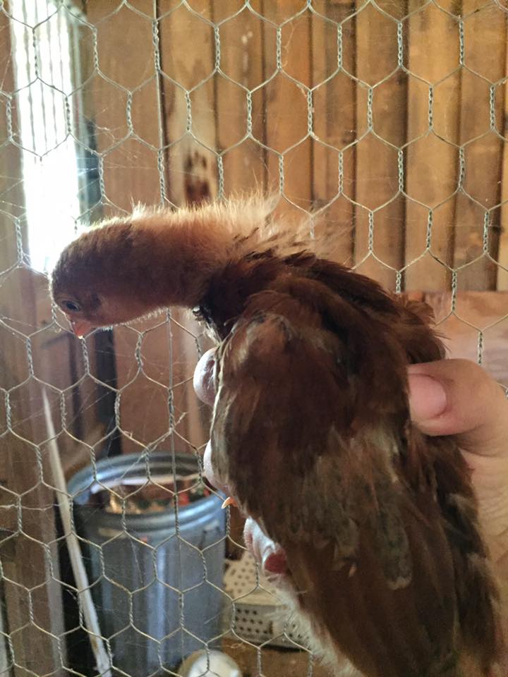 Rhode Island Red? - 3 weeks