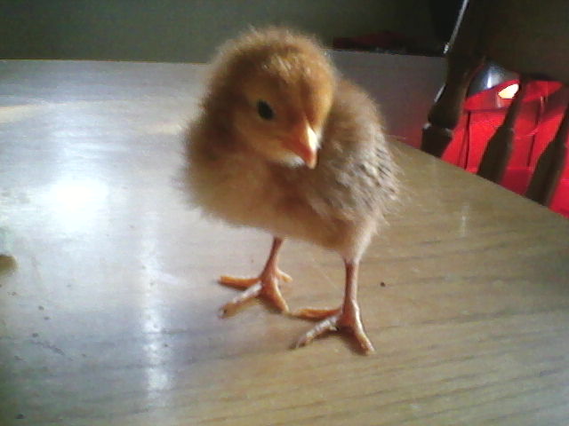 Rhode Island Red 7 days old. No name yet