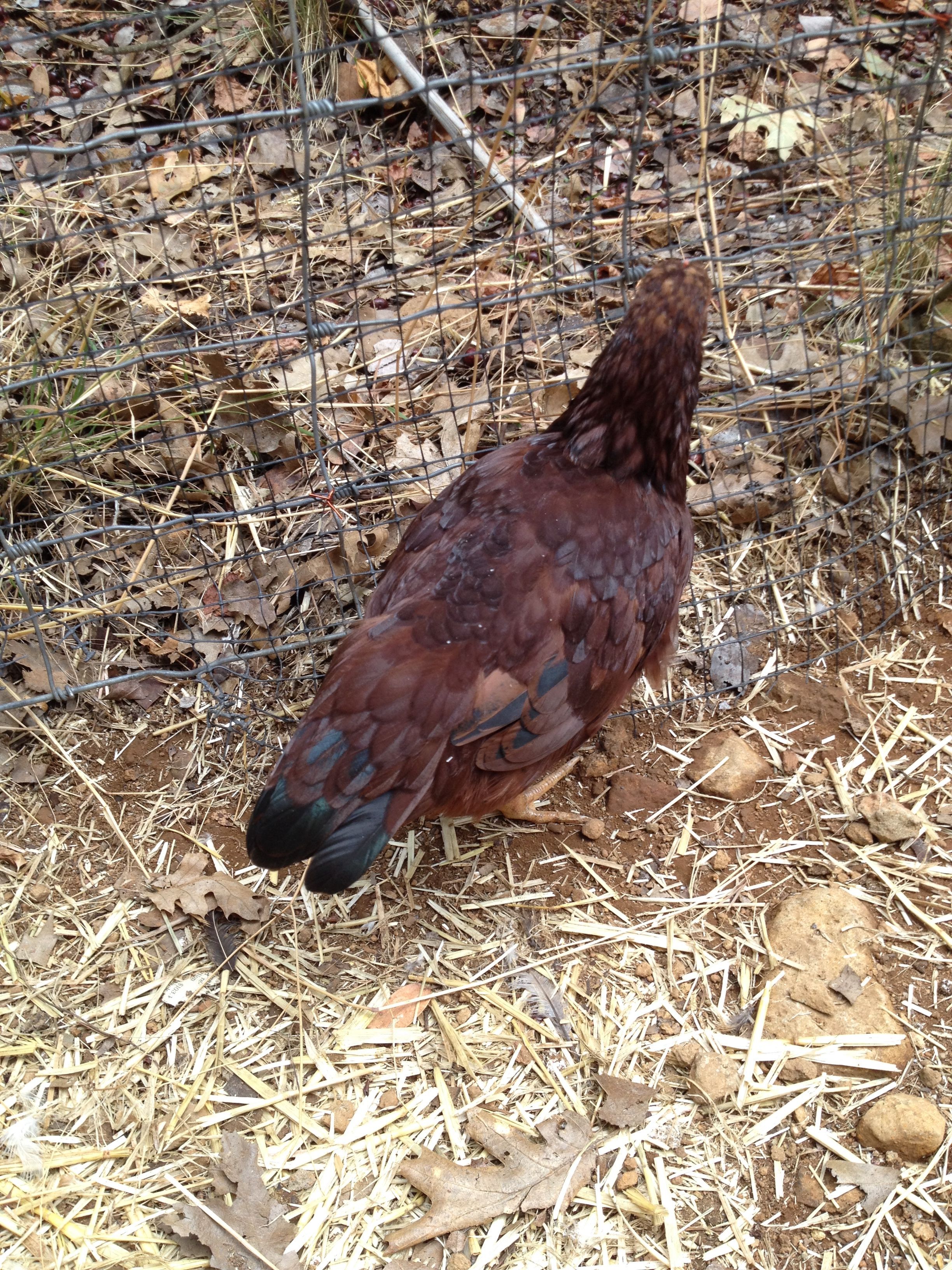 Rhode Island Red Bantam - 9 weeks old