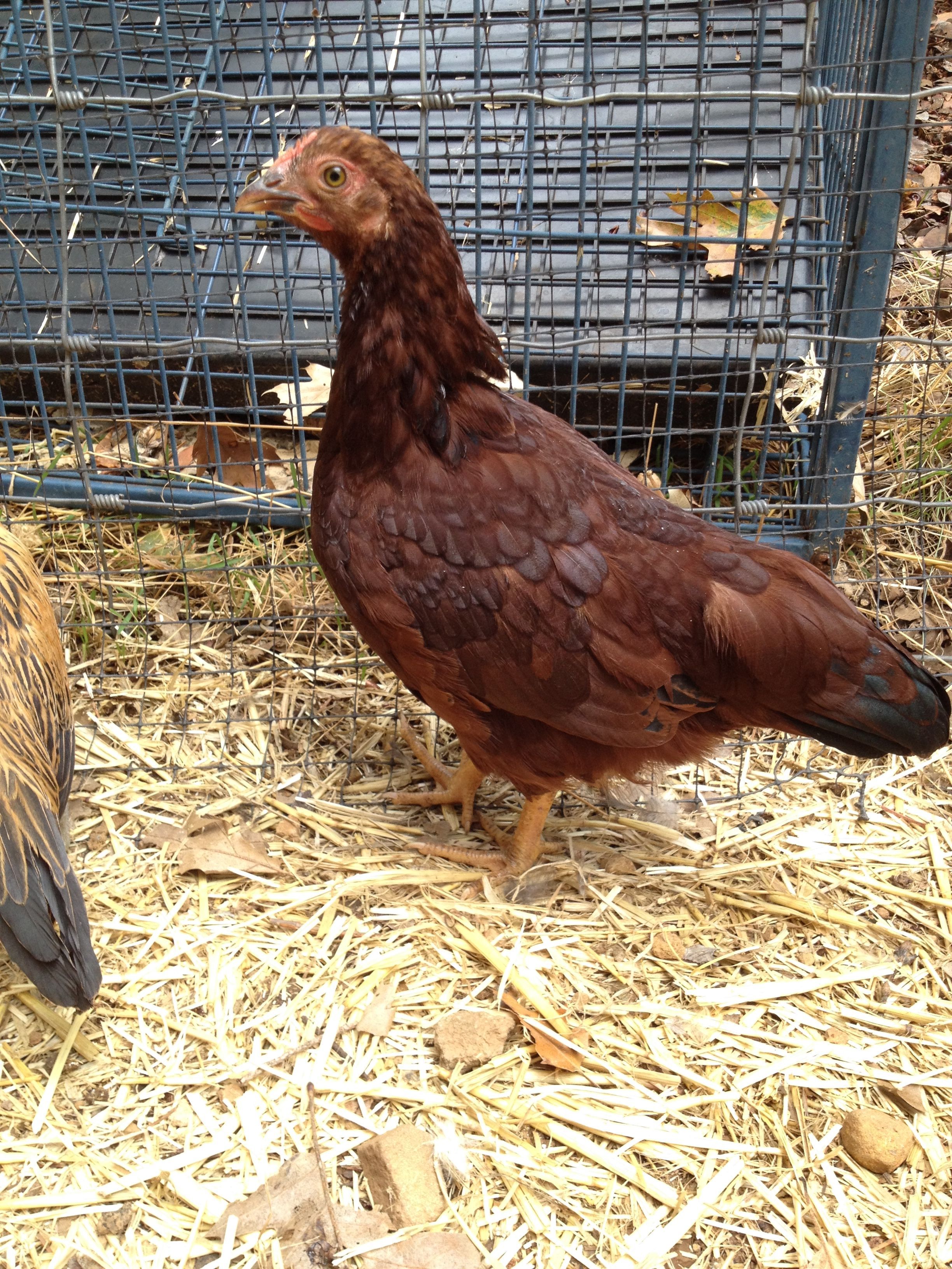Rhode Island Red Bantam - 9 weeks old