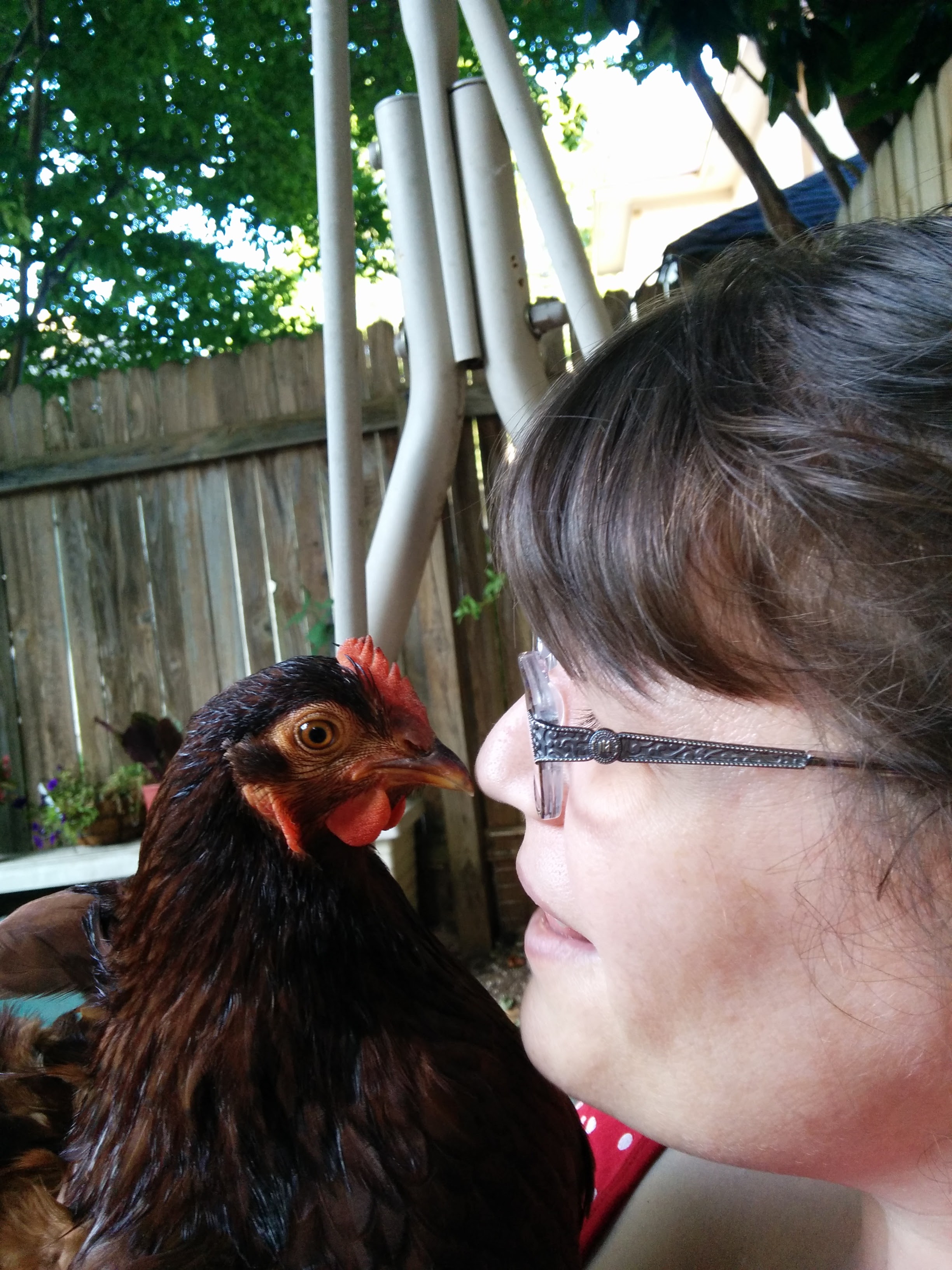 Rhode Island Red (Big Red)