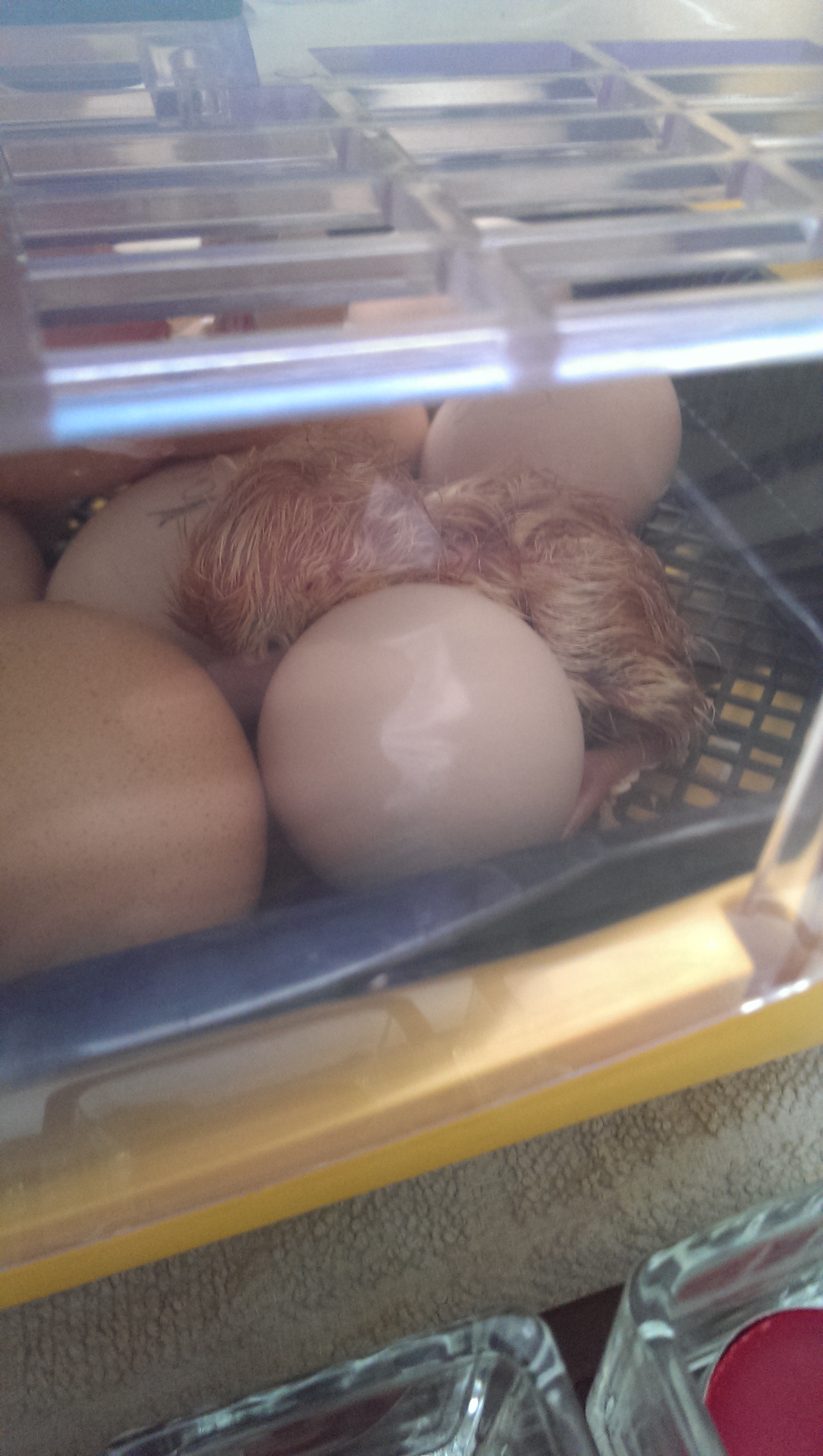 Rhode island red born between 3-7 am on 2nd Sept 2013
