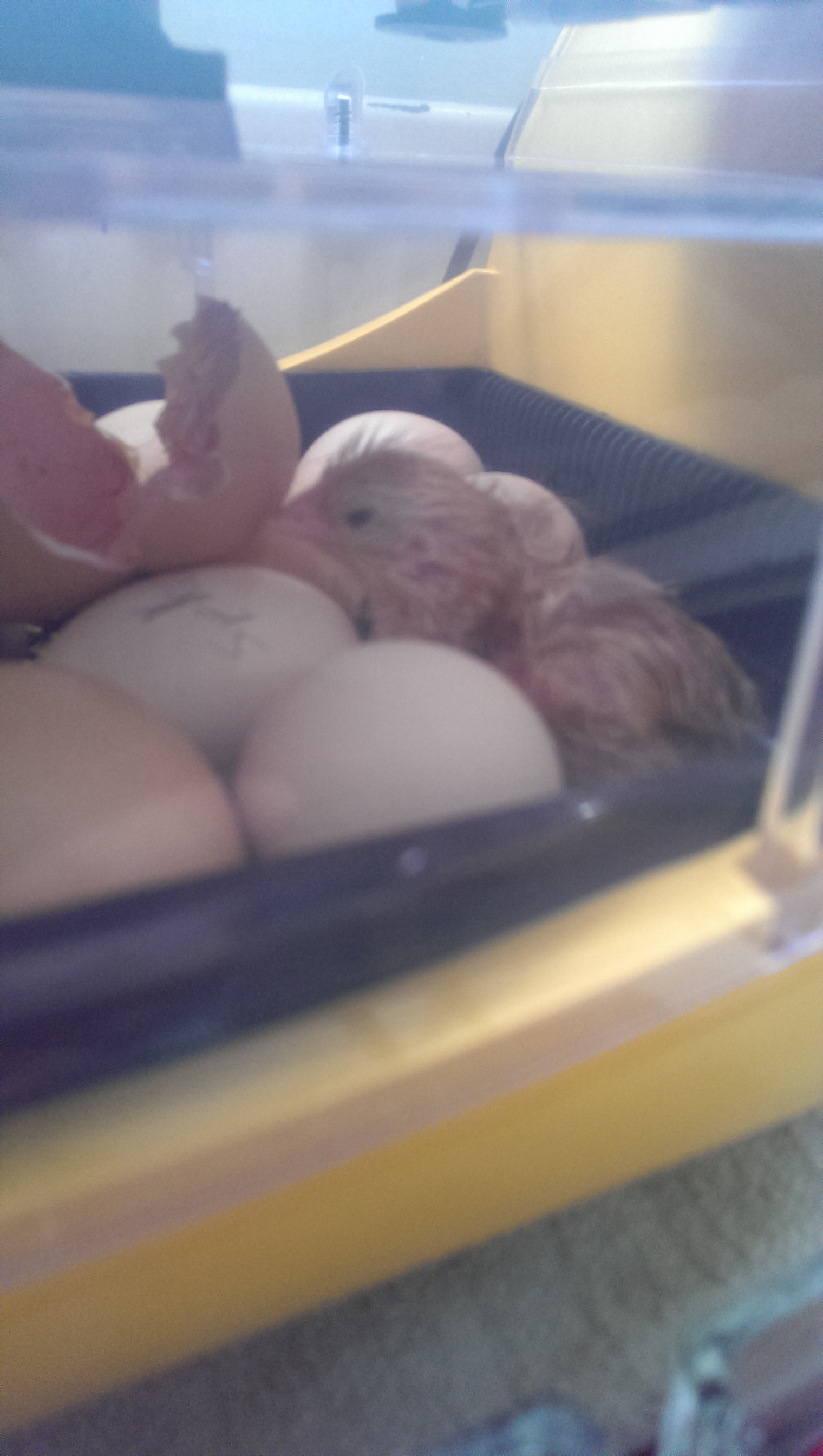 Rhode island red born between 3-7 am on 2nd Sept 2013