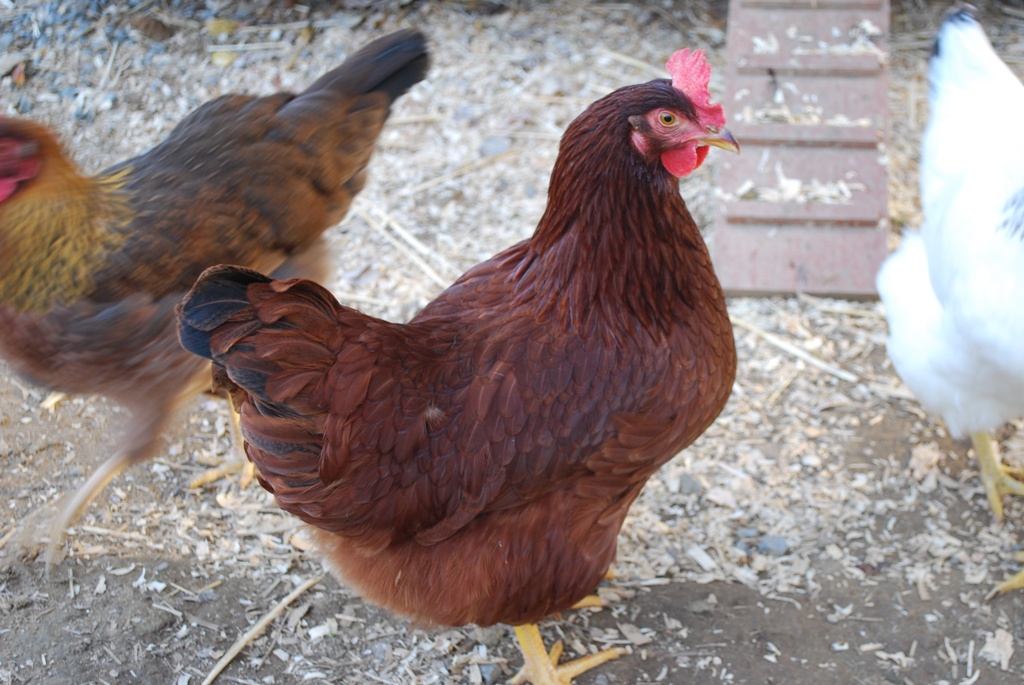 Rhode Island Red (center) and Welsummer (on left)