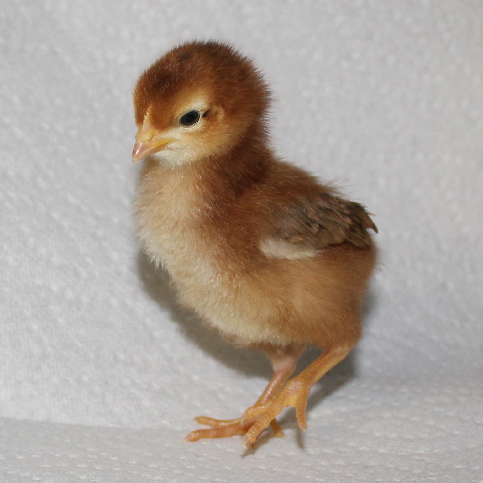 Rhode Island Red Chick