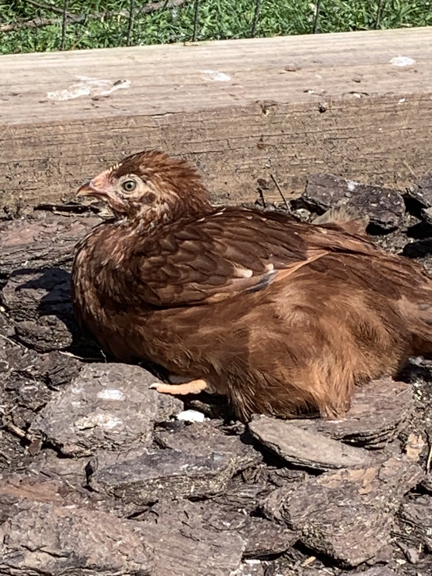 Rhode Island Red chick