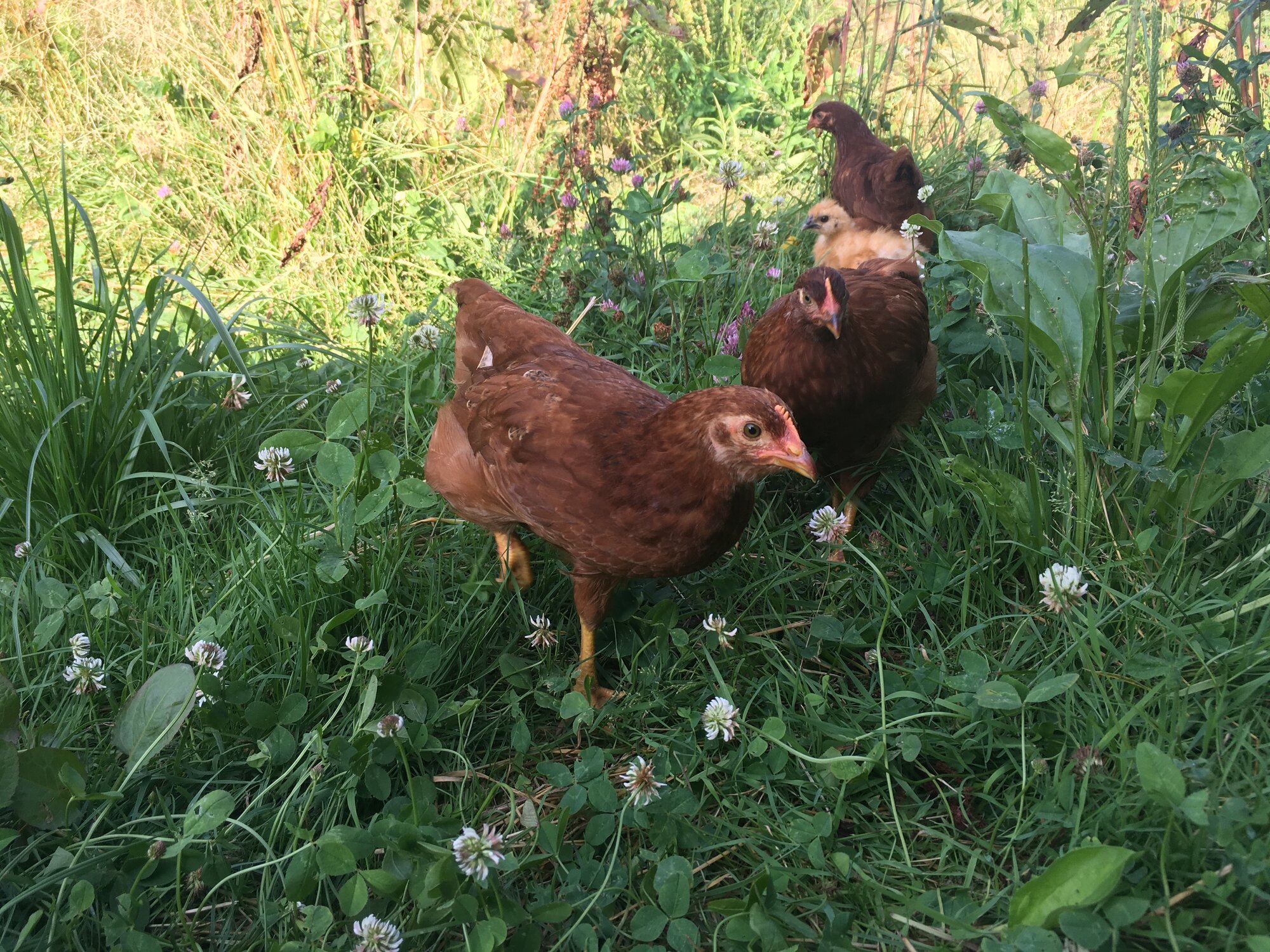 Rhode island red chicks in the clover