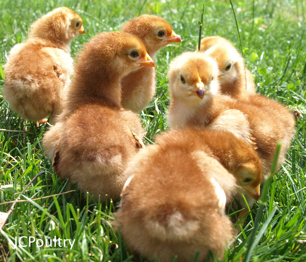 Rhode Island Red Chicks
