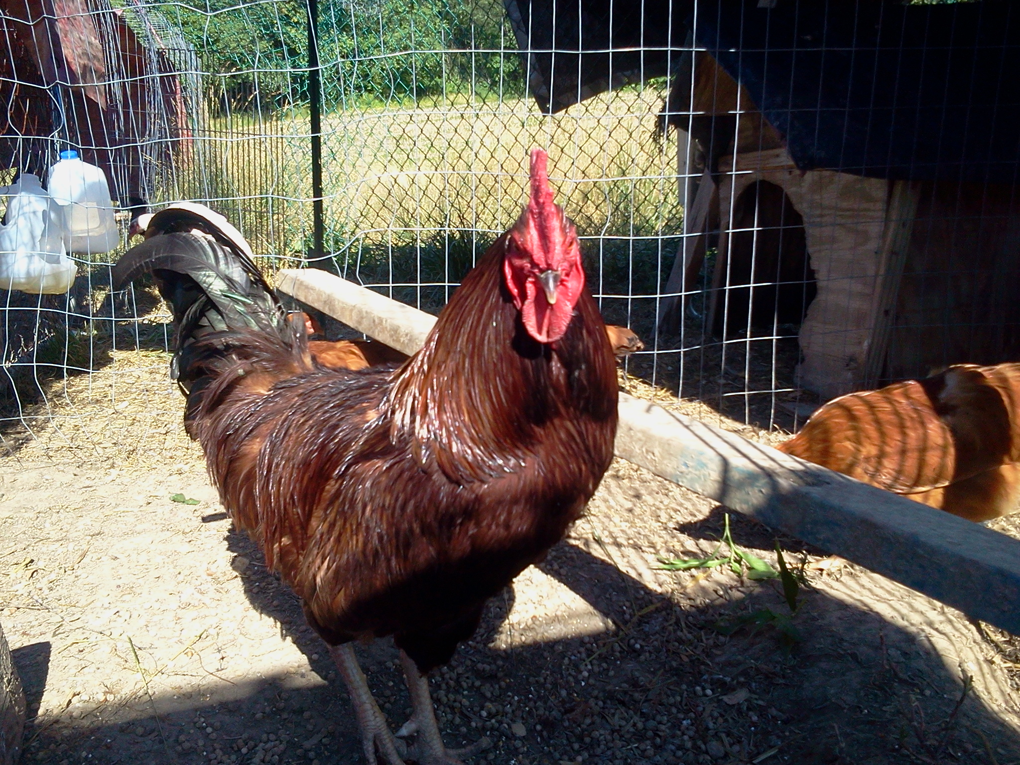 Rhode island Red Cock