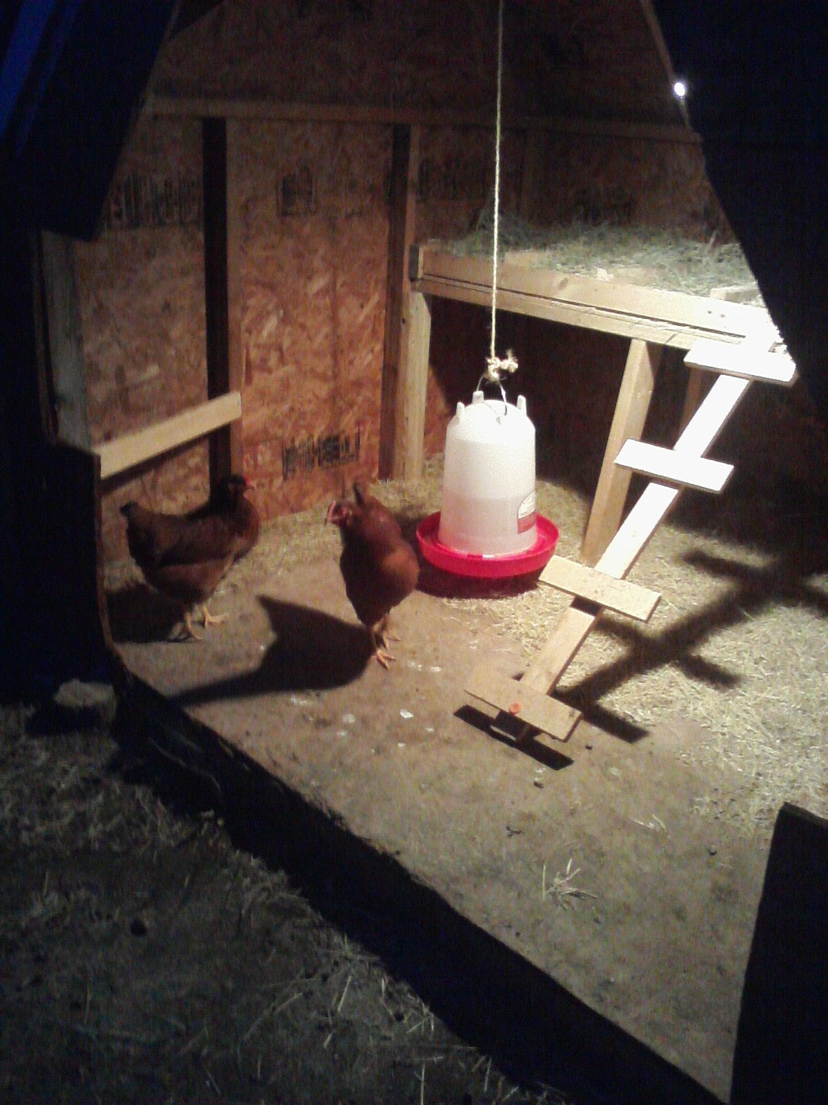Rhode island red coop