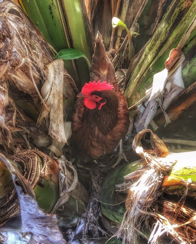 Rhode island red hen " big chicken"