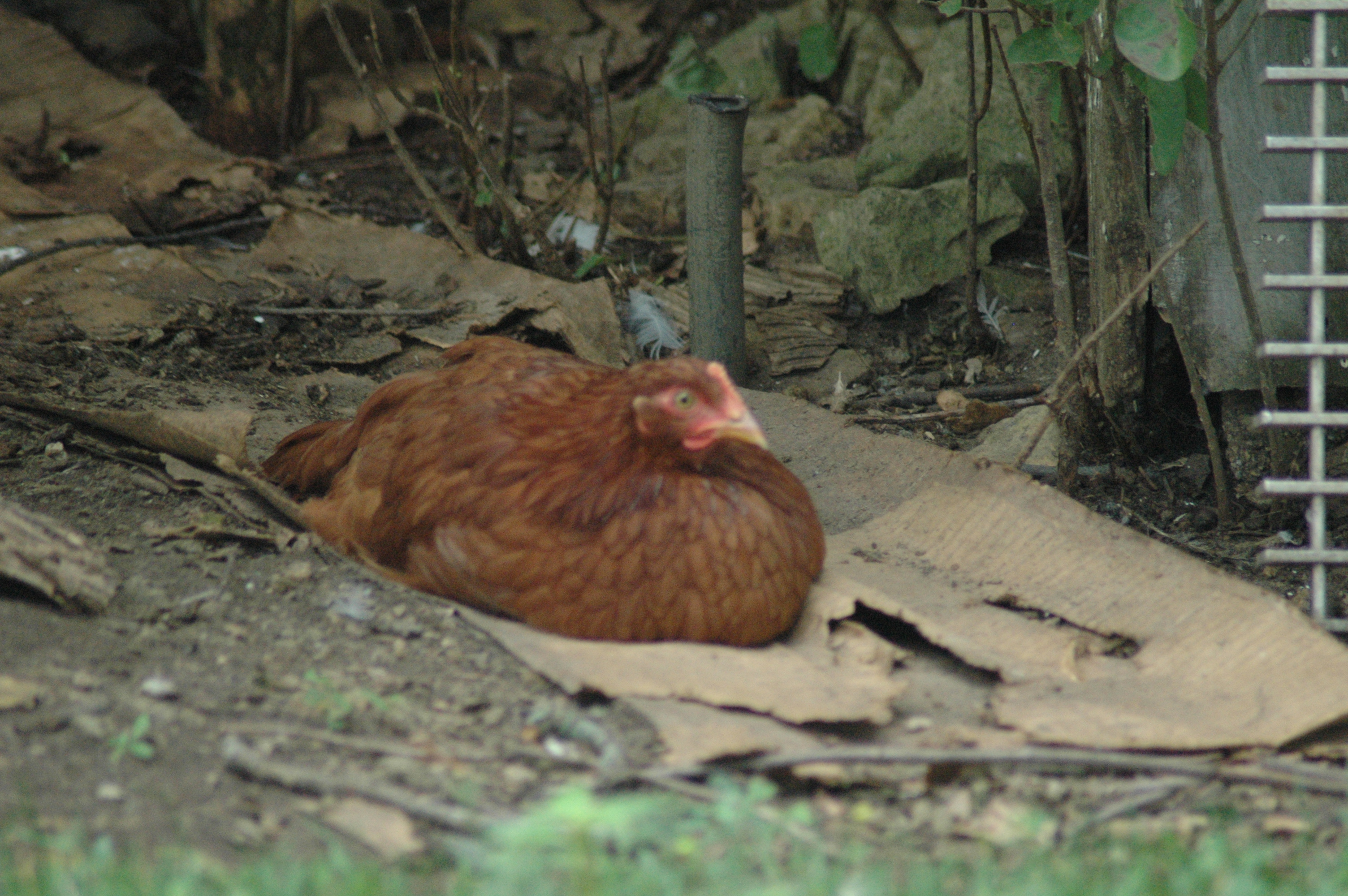 Rhode Island Red Hen