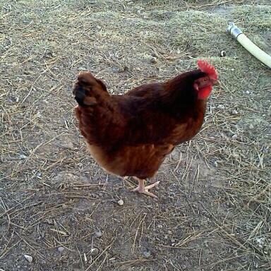 Rhode Island Red - one named Sadie, one named Sable