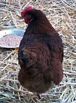 Rhode Island Red. One of the smaller hens, but lays the largest eggs!