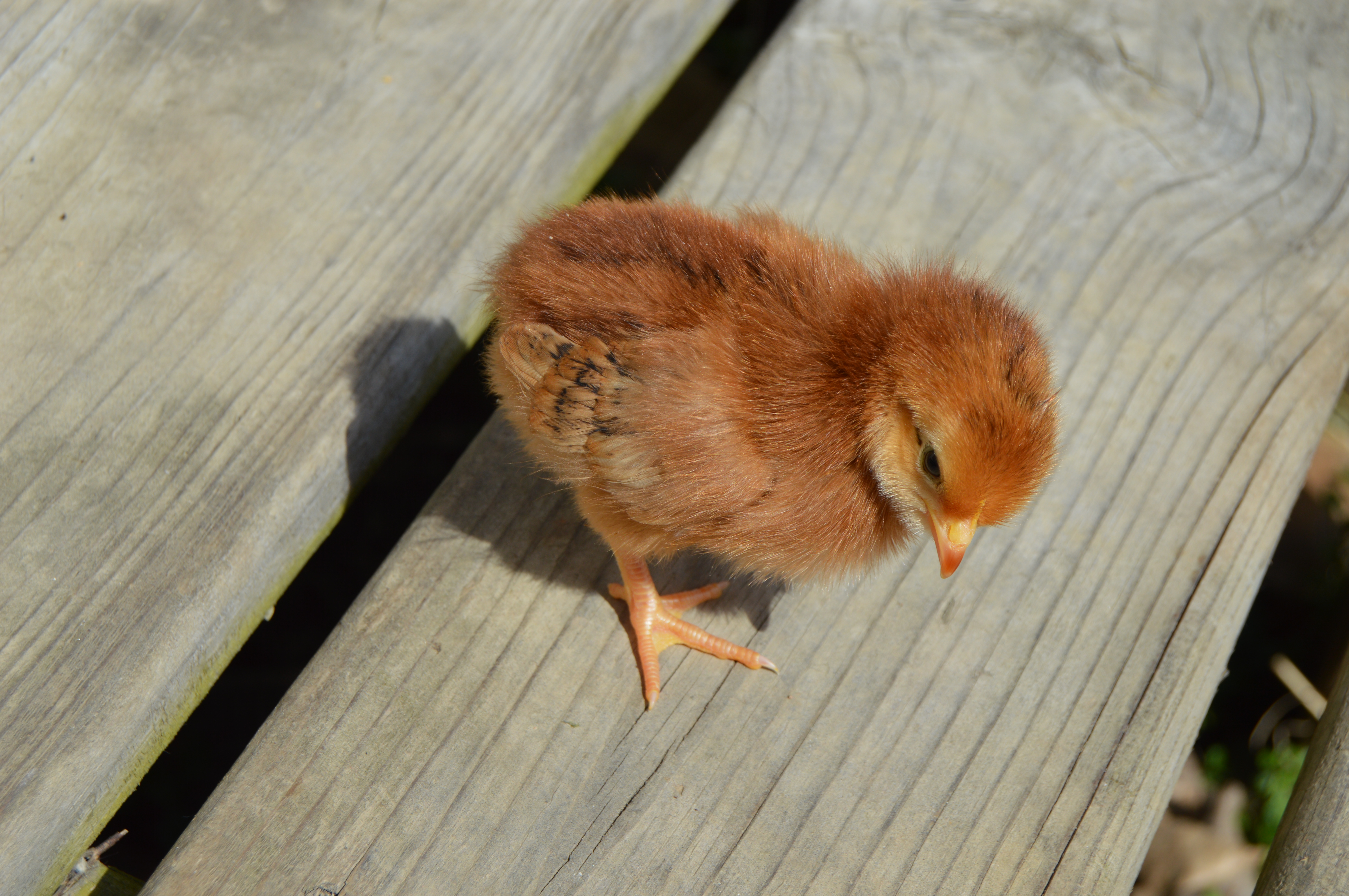 Rhode Island Red peep.
