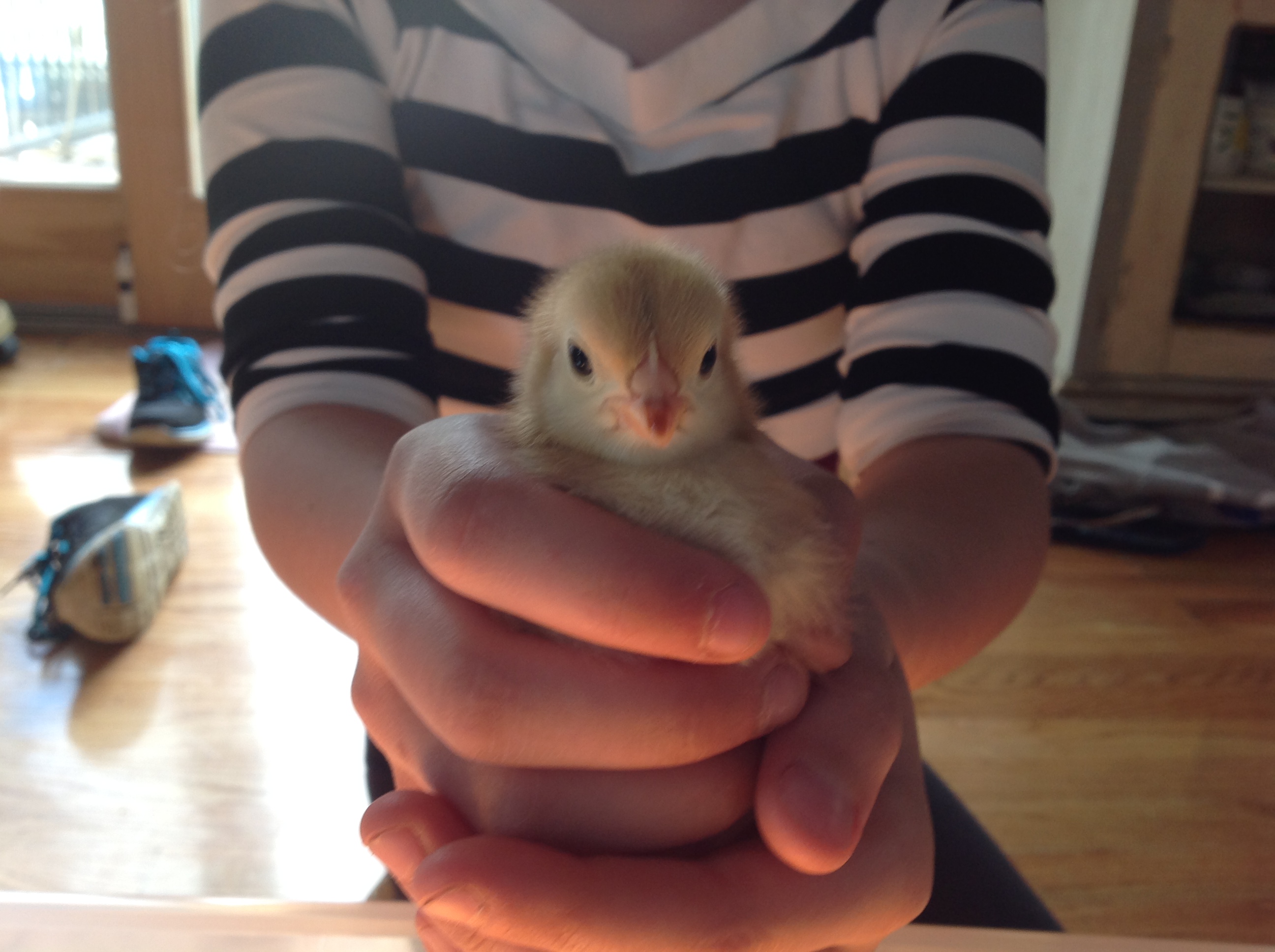 Rhode Island Red pullet "Claus"