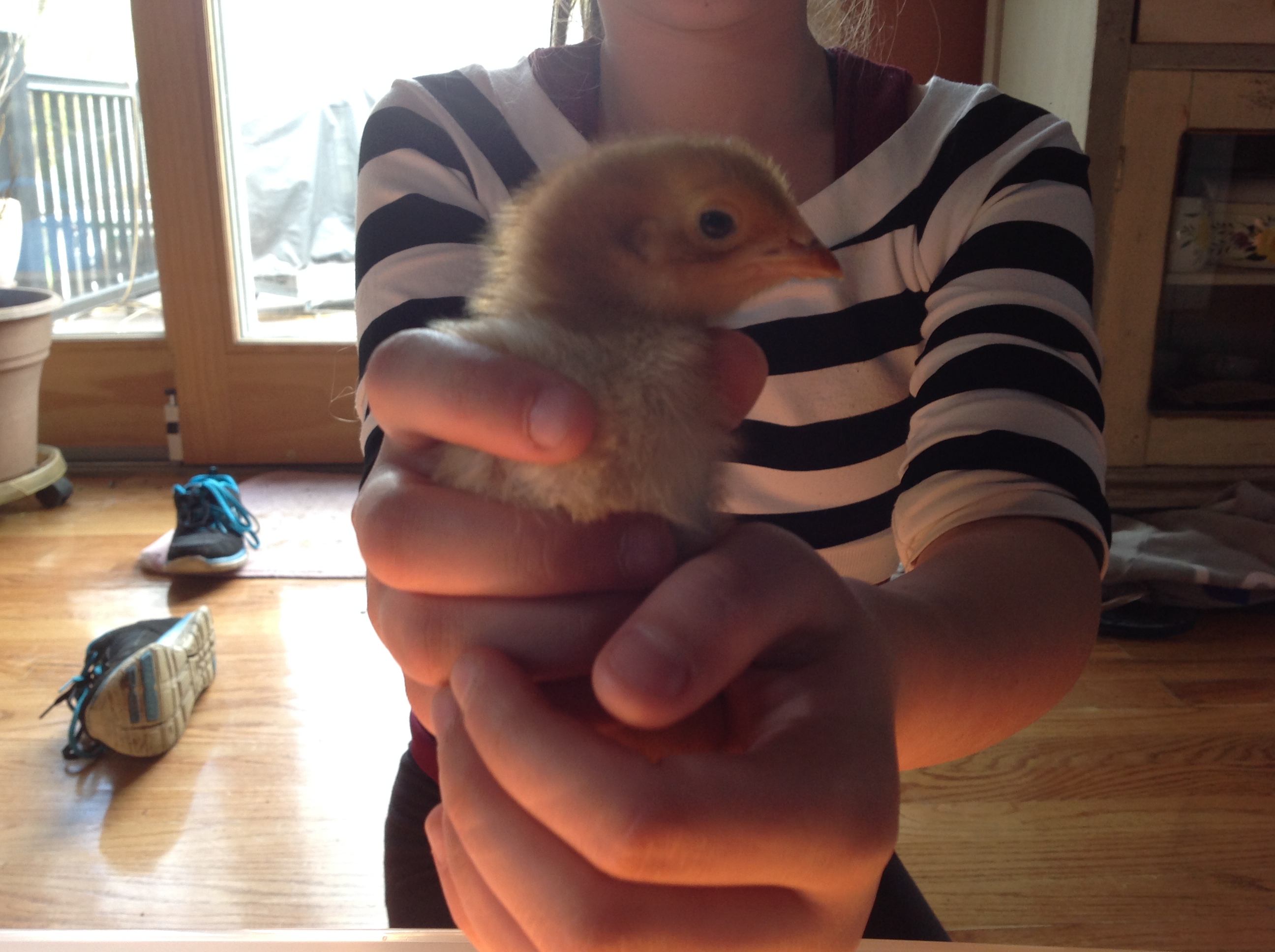 Rhode Island Red pullet "Xenia"