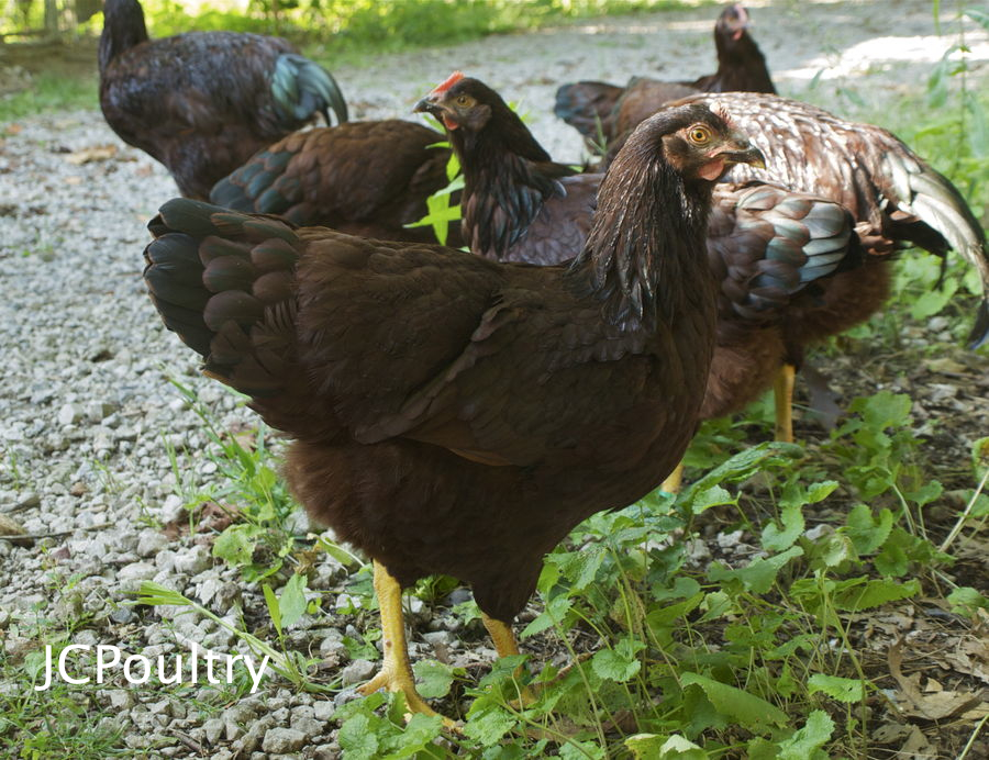 Rhode Island Red Pullet