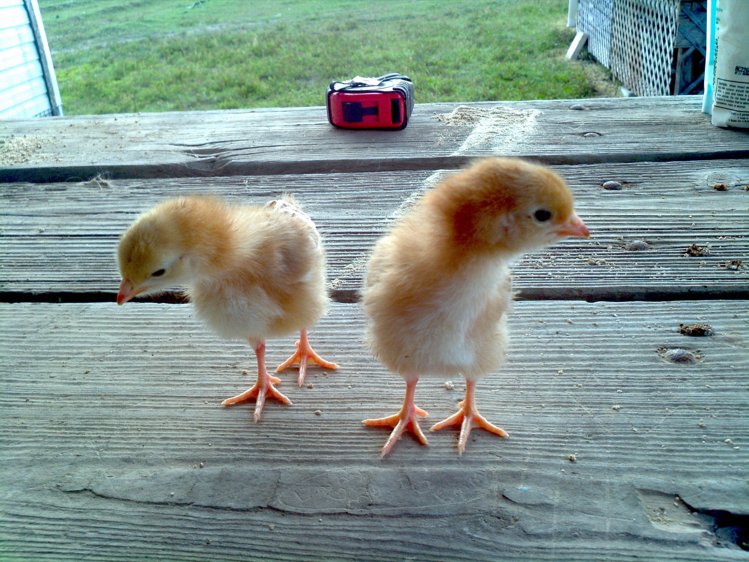 Rhode island red pullets BackYard Chickens Learn How to Raise Chickens