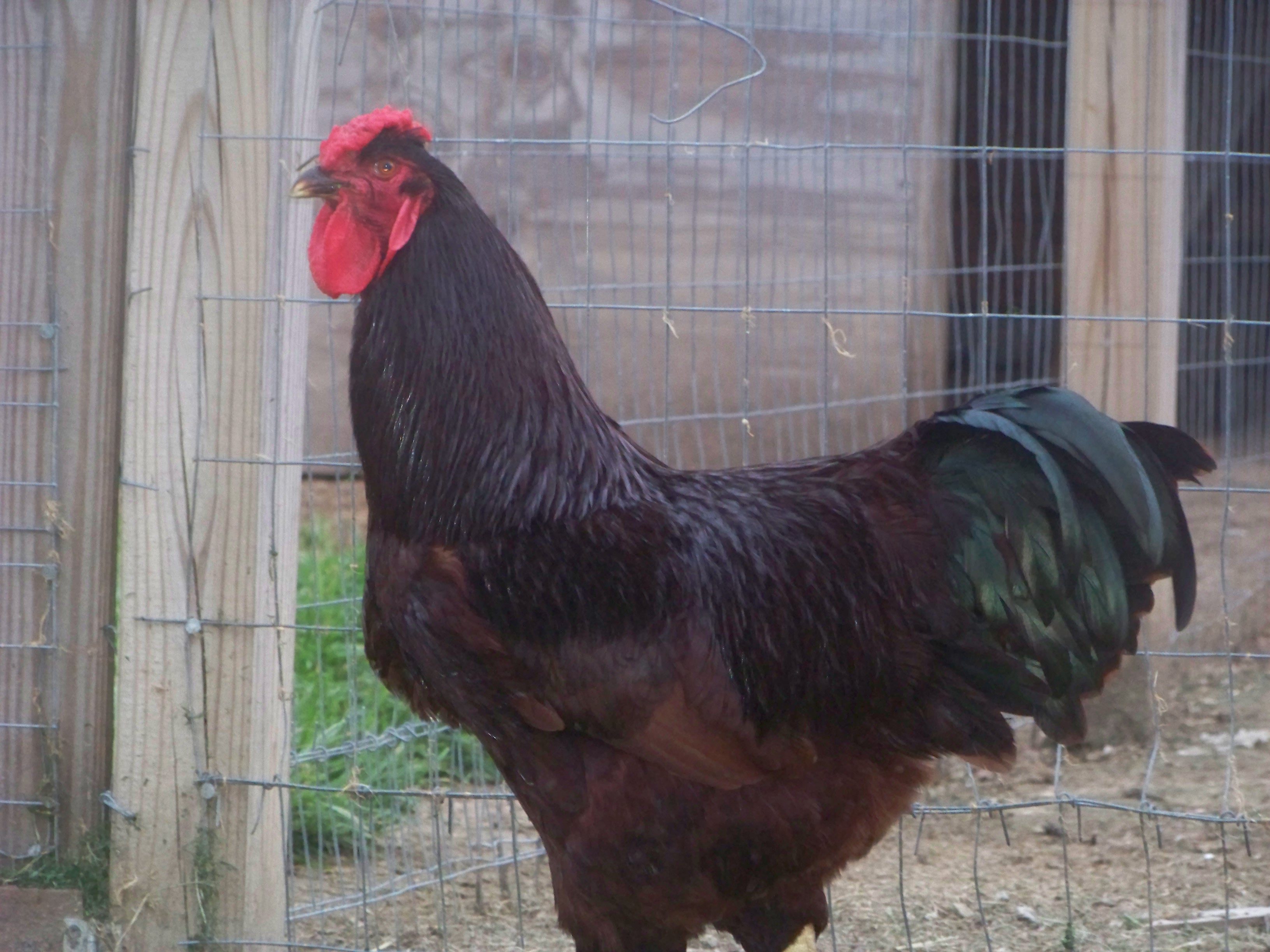 rhode island red rose comb