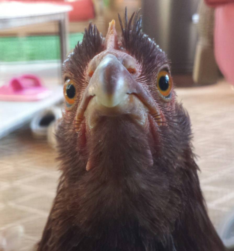 Rhode Island Red = Rosie