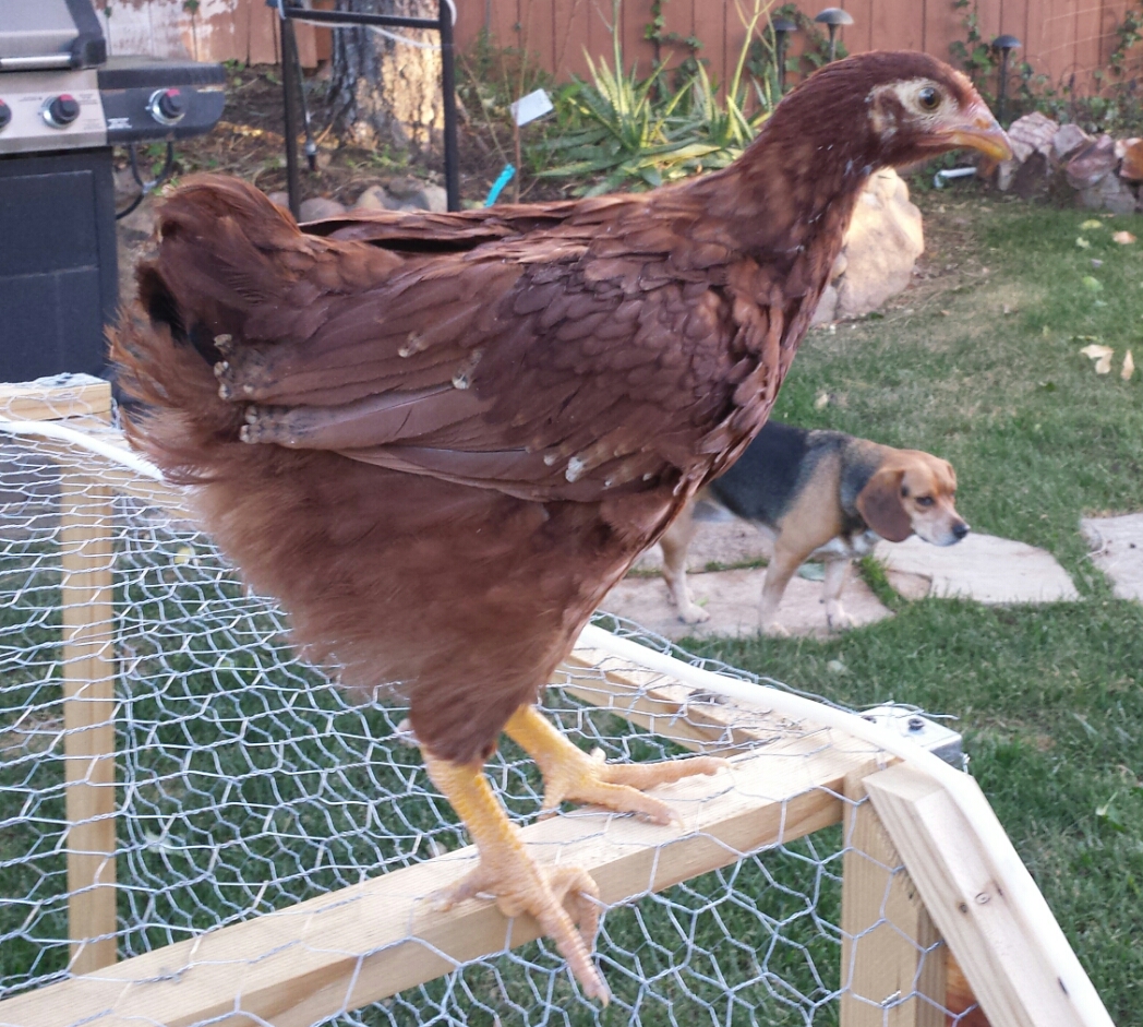 Rhode Island Red = Rosie