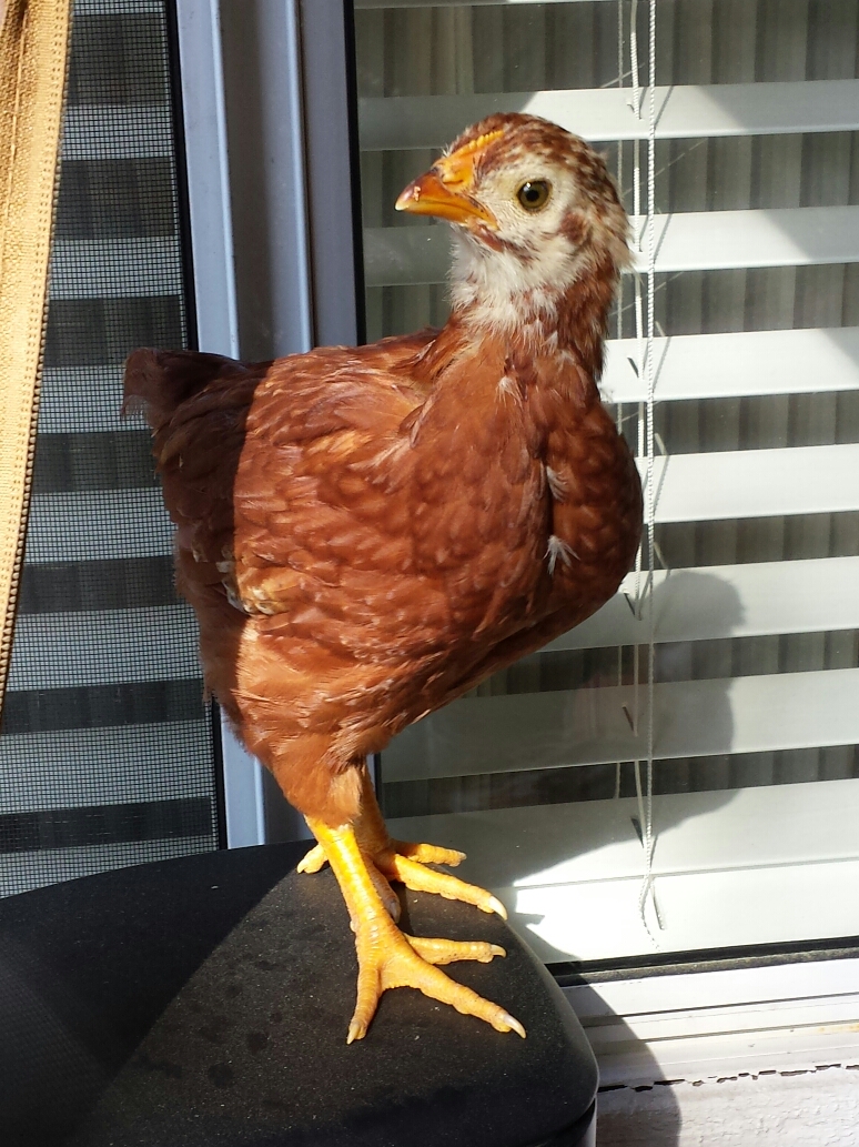 Rhode Island Red = Rosie