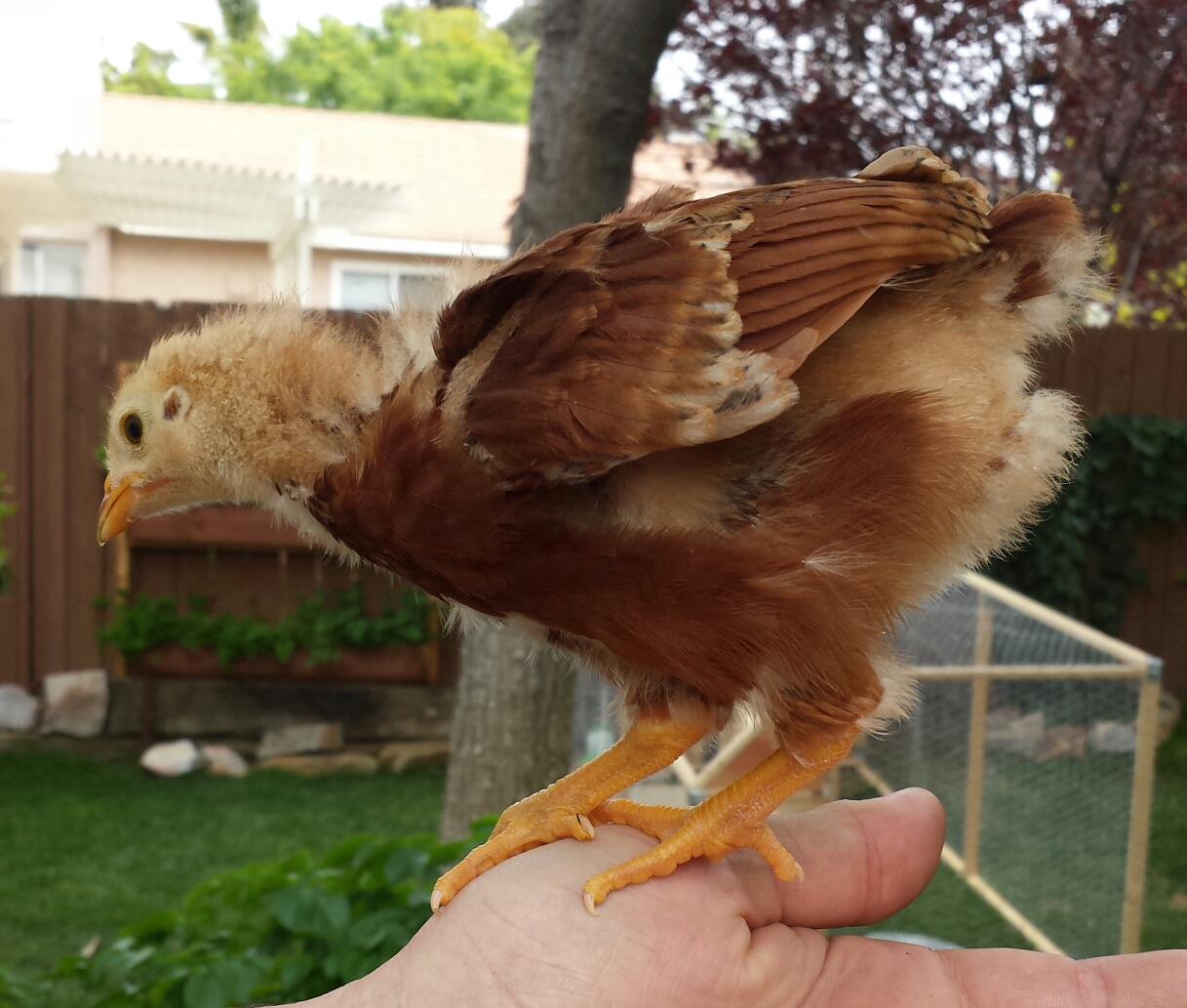 Rhode Island Red = Rosie
