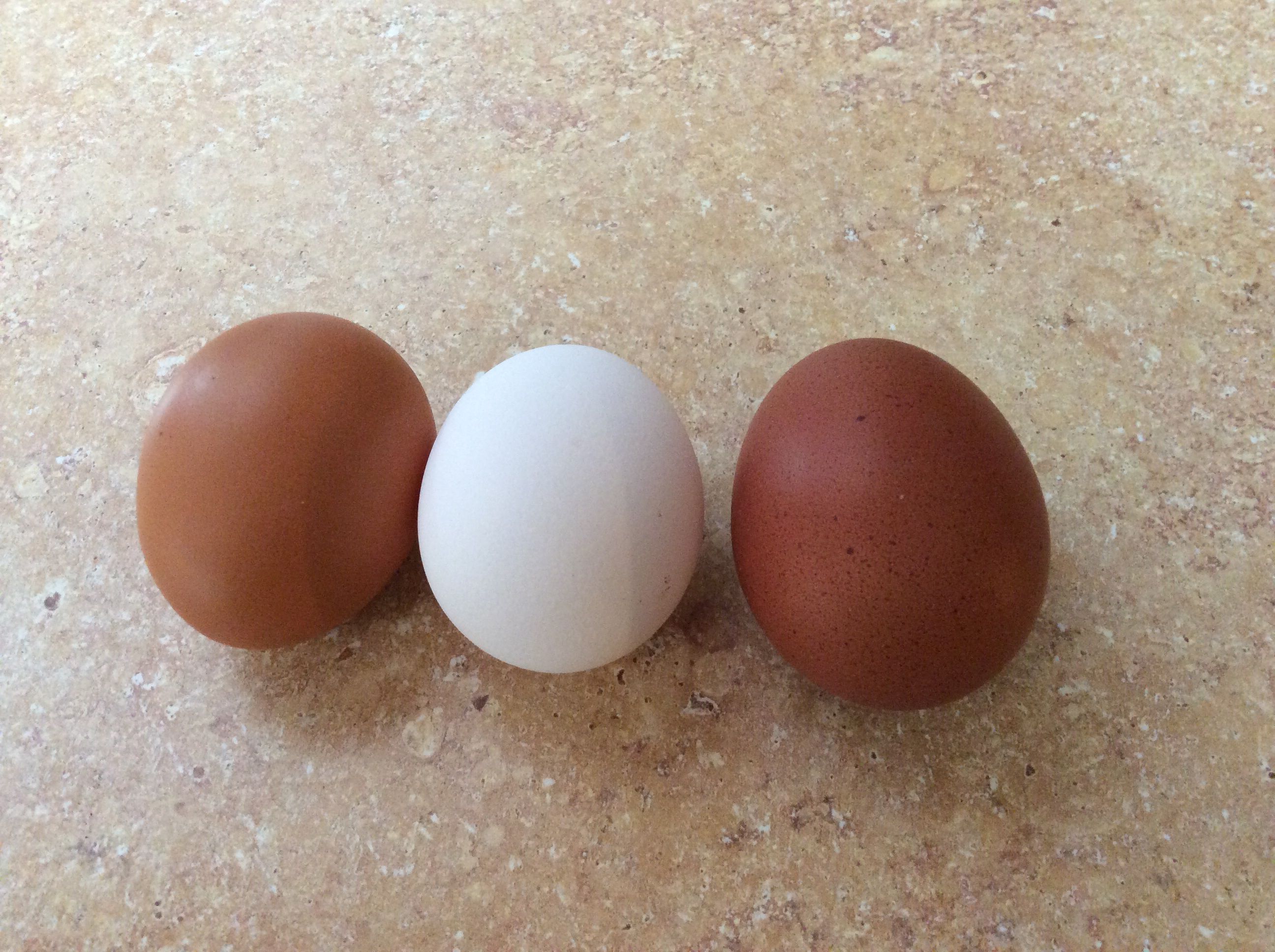 Rhode Island Red, White Leghorn, and Blue Maran.