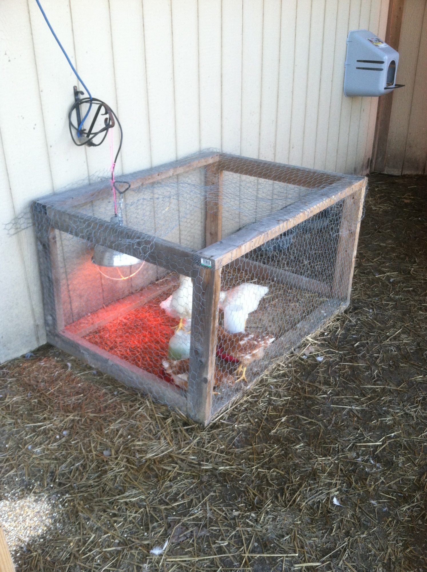Rhode Island Red/White Rocks