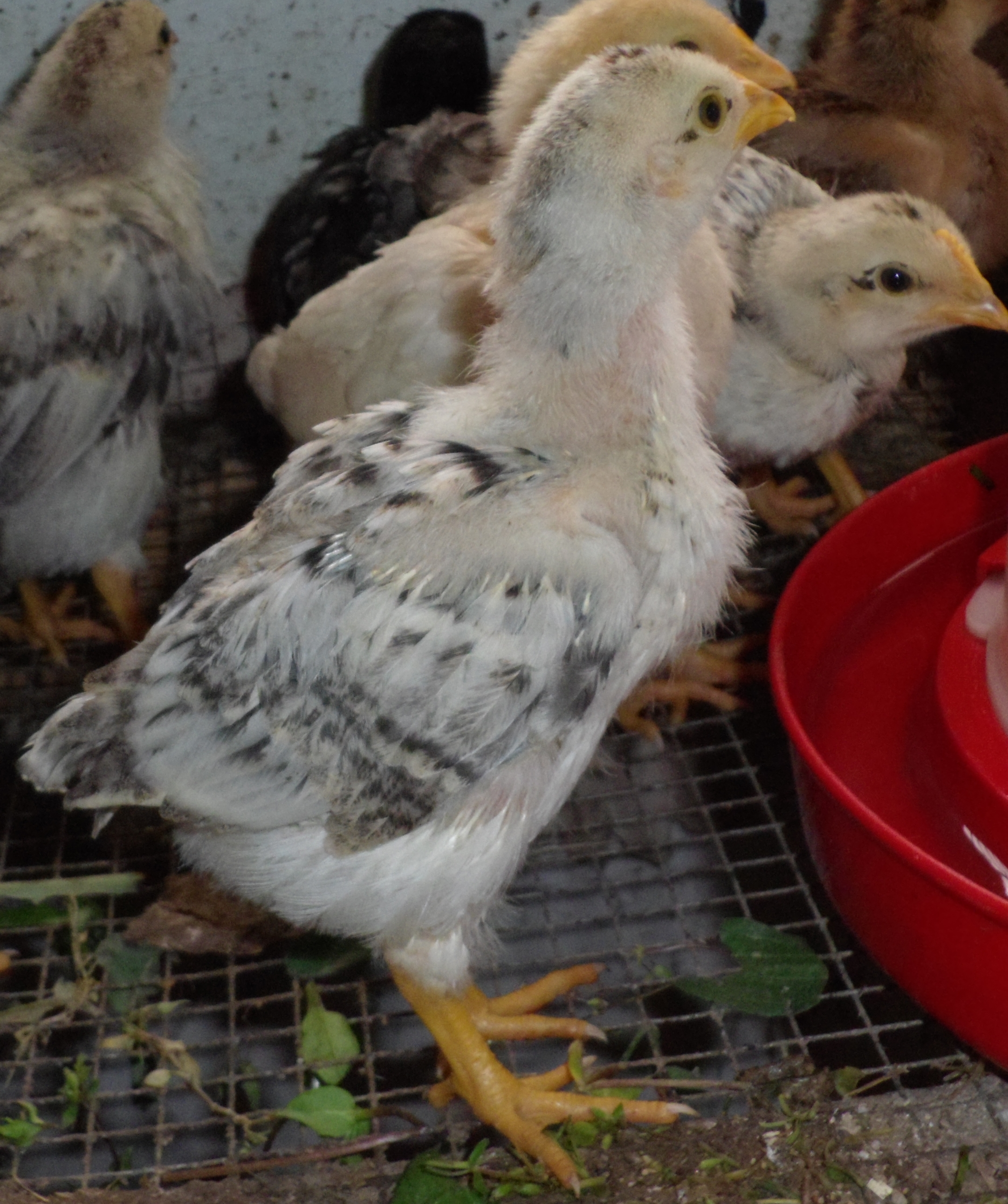 Rhode Island Red X ( Leghorn X Barred Rock)