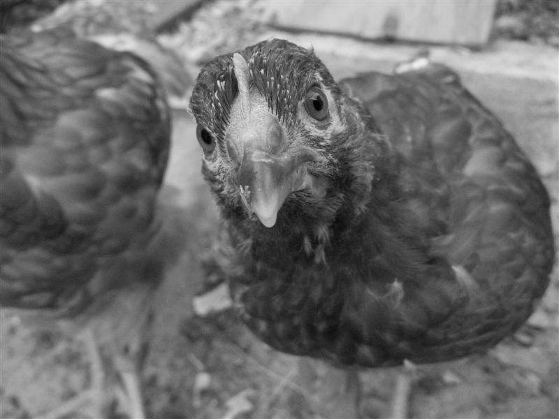 Rhode Island Red