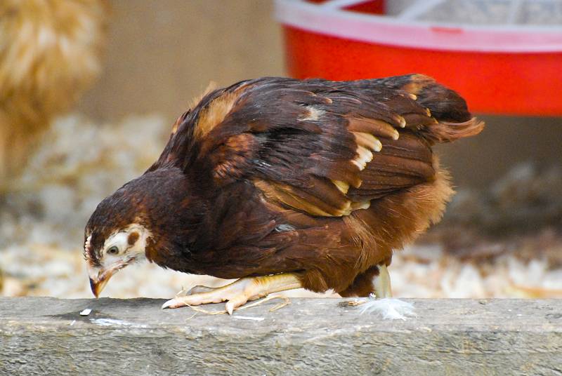 Rhode Island Red